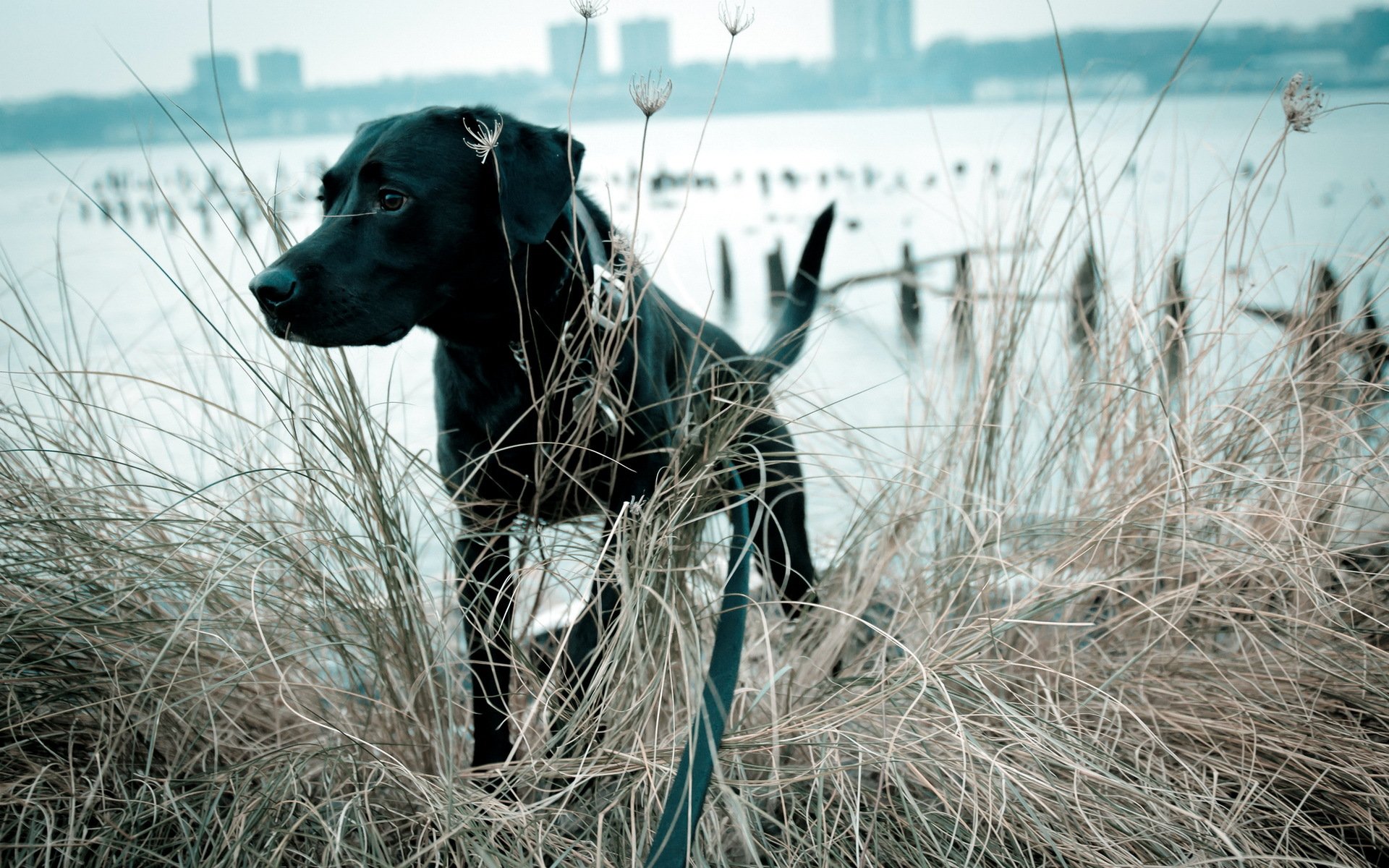 hund blick hintergrund