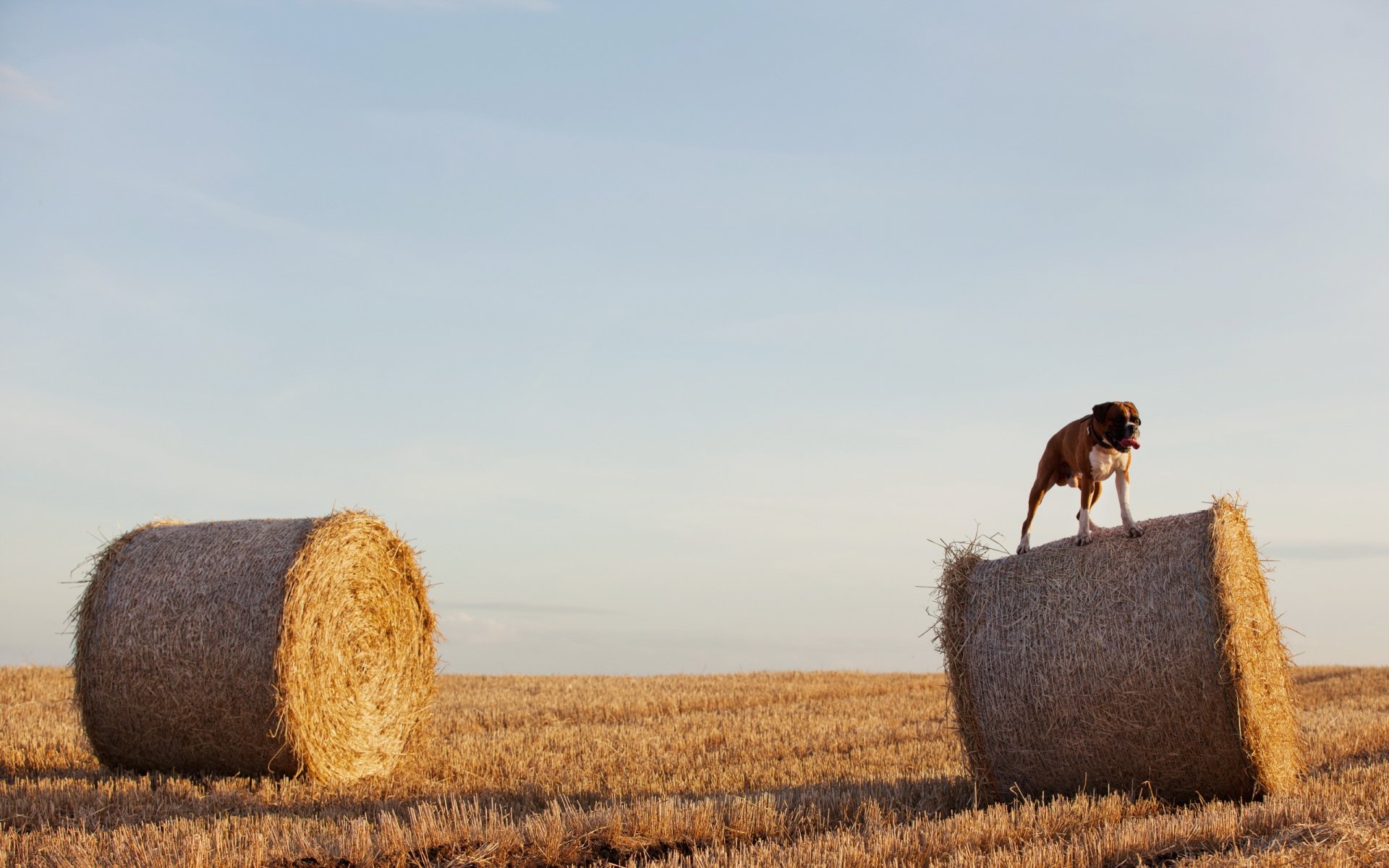 cane campo fieno