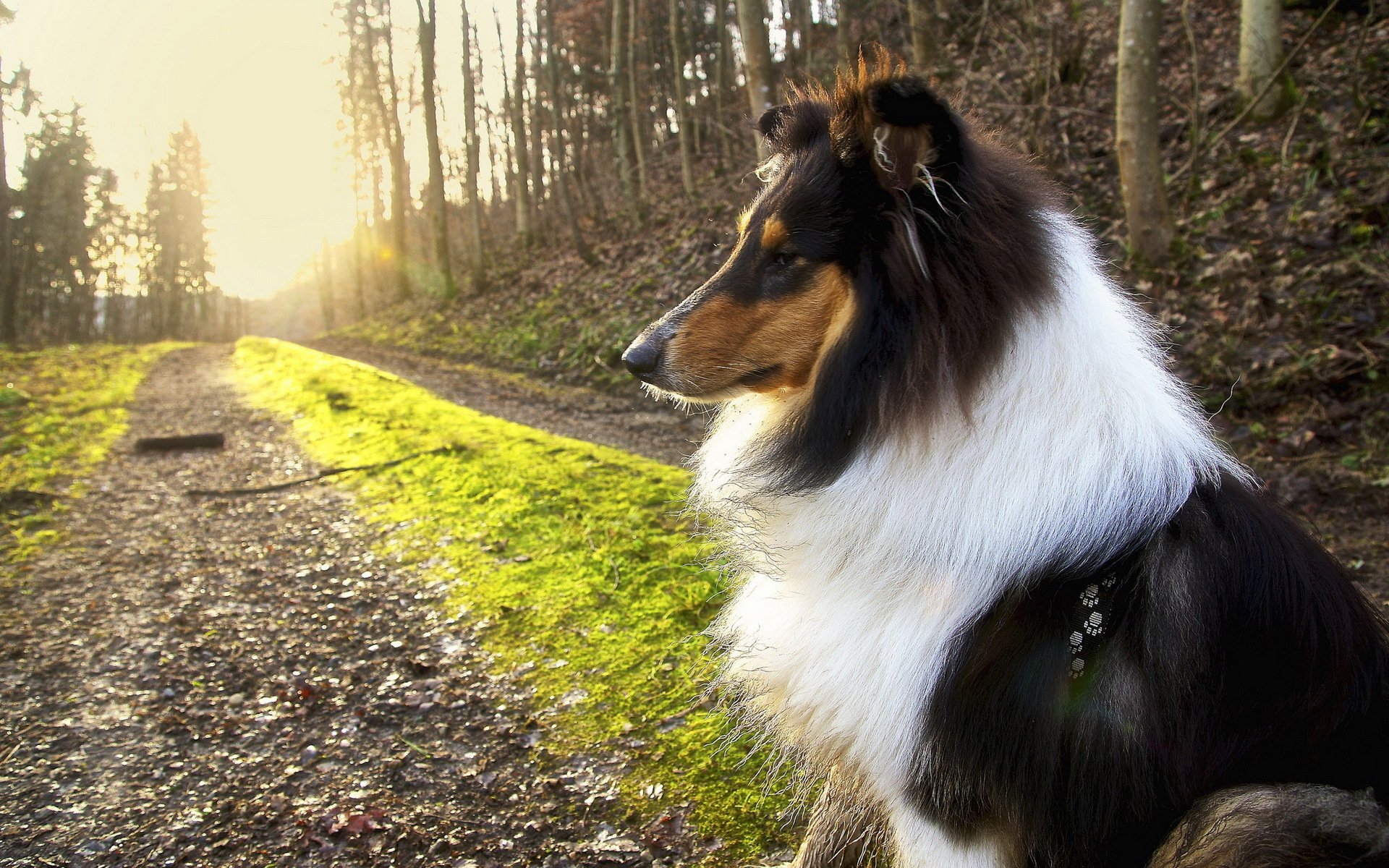 perro amigo naturaleza