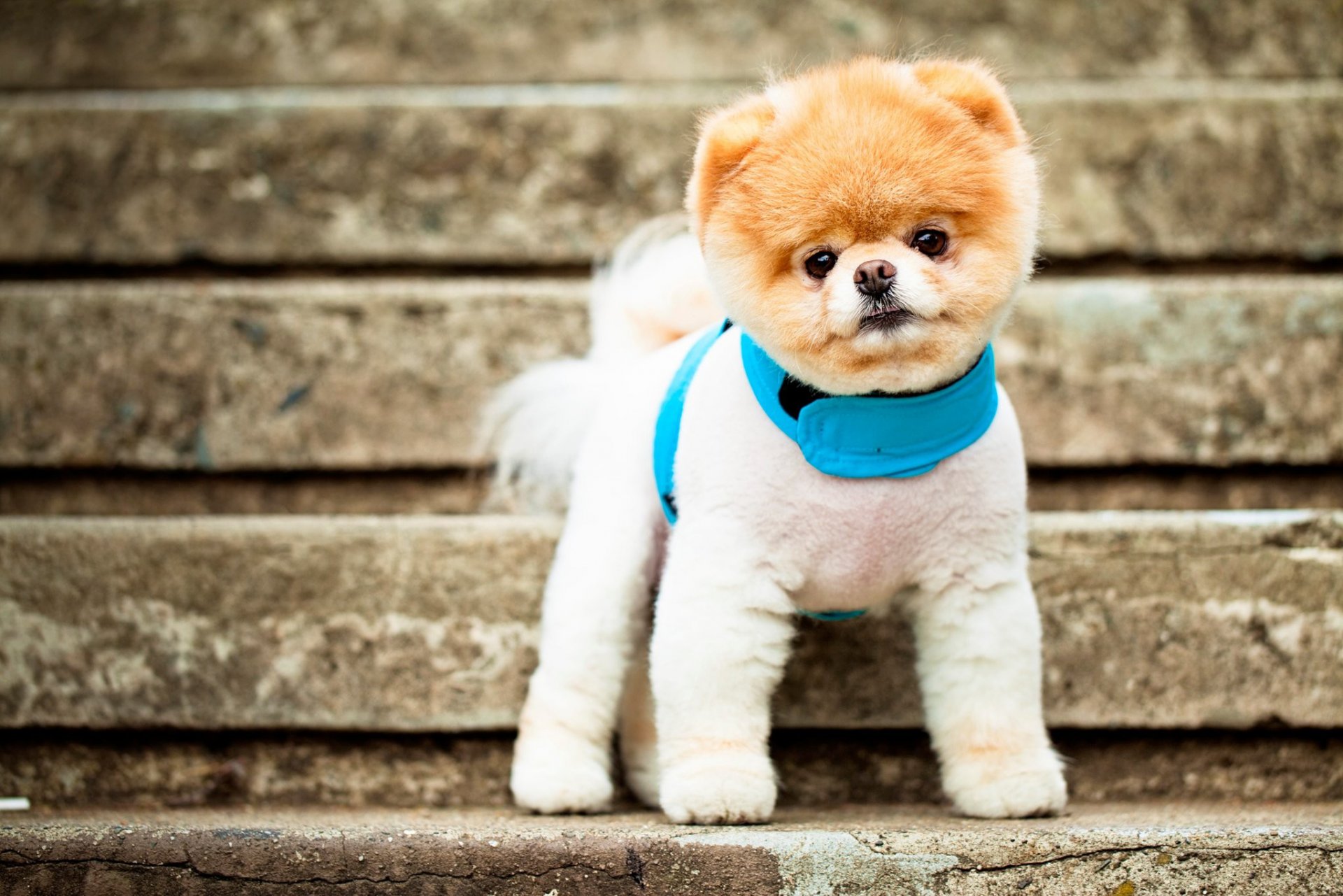 spitz de poméranie chien race museau yeux oreilles collier échelle