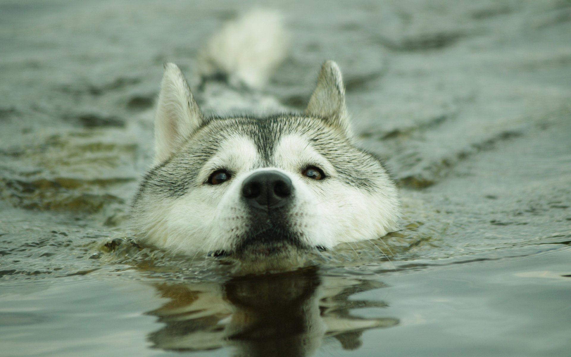 собака хаск вода