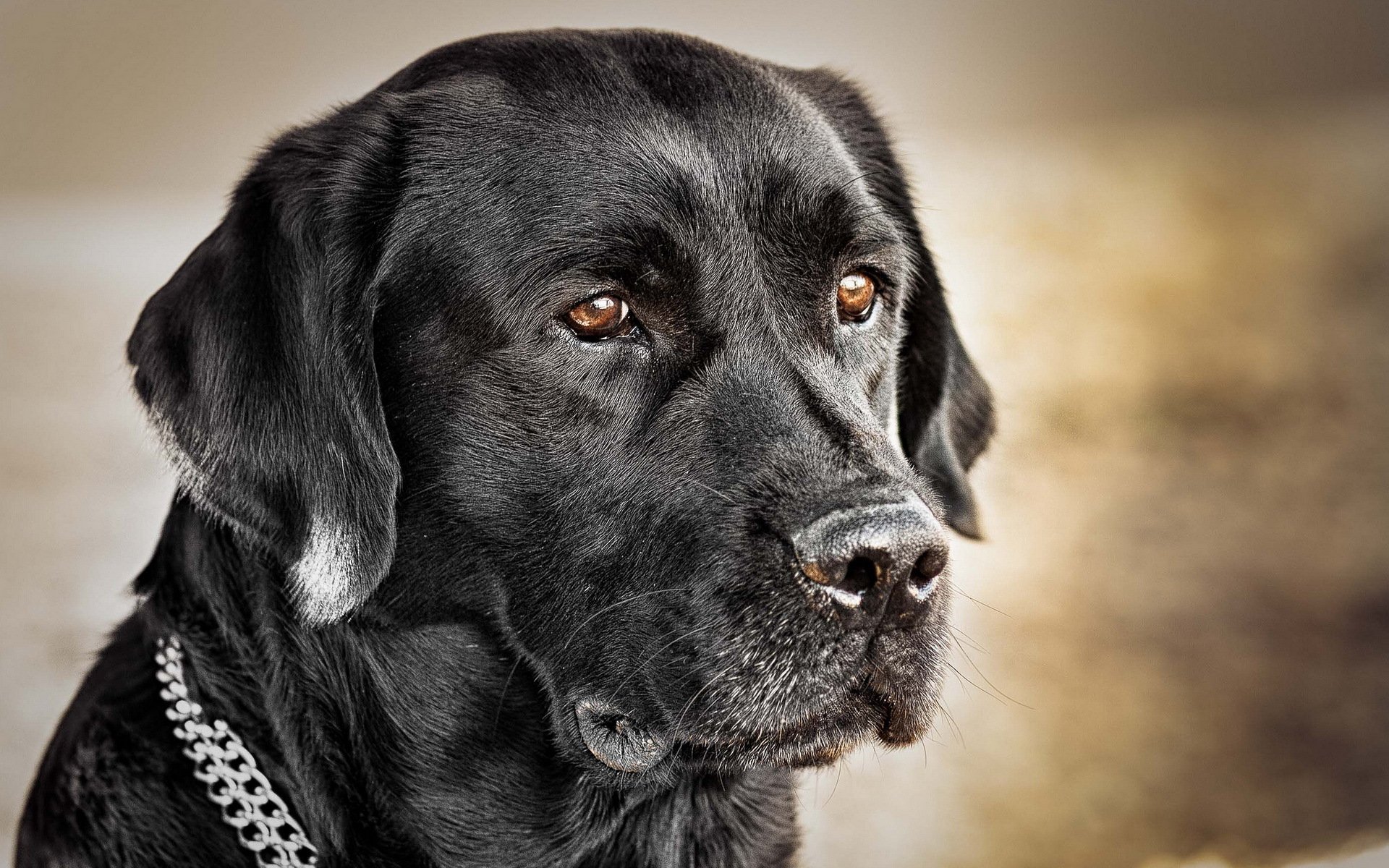 cane sguardo amico