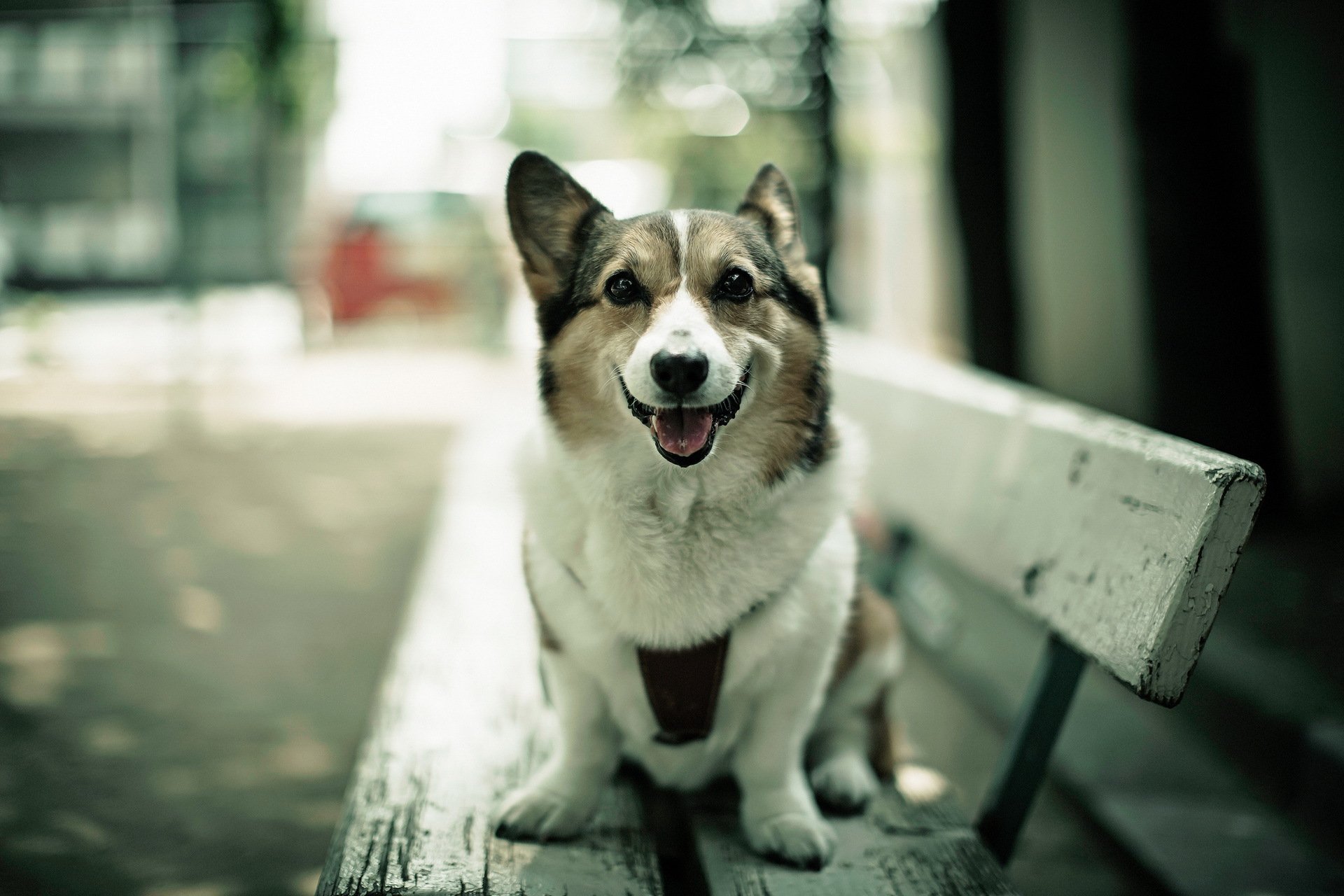 dog view bench