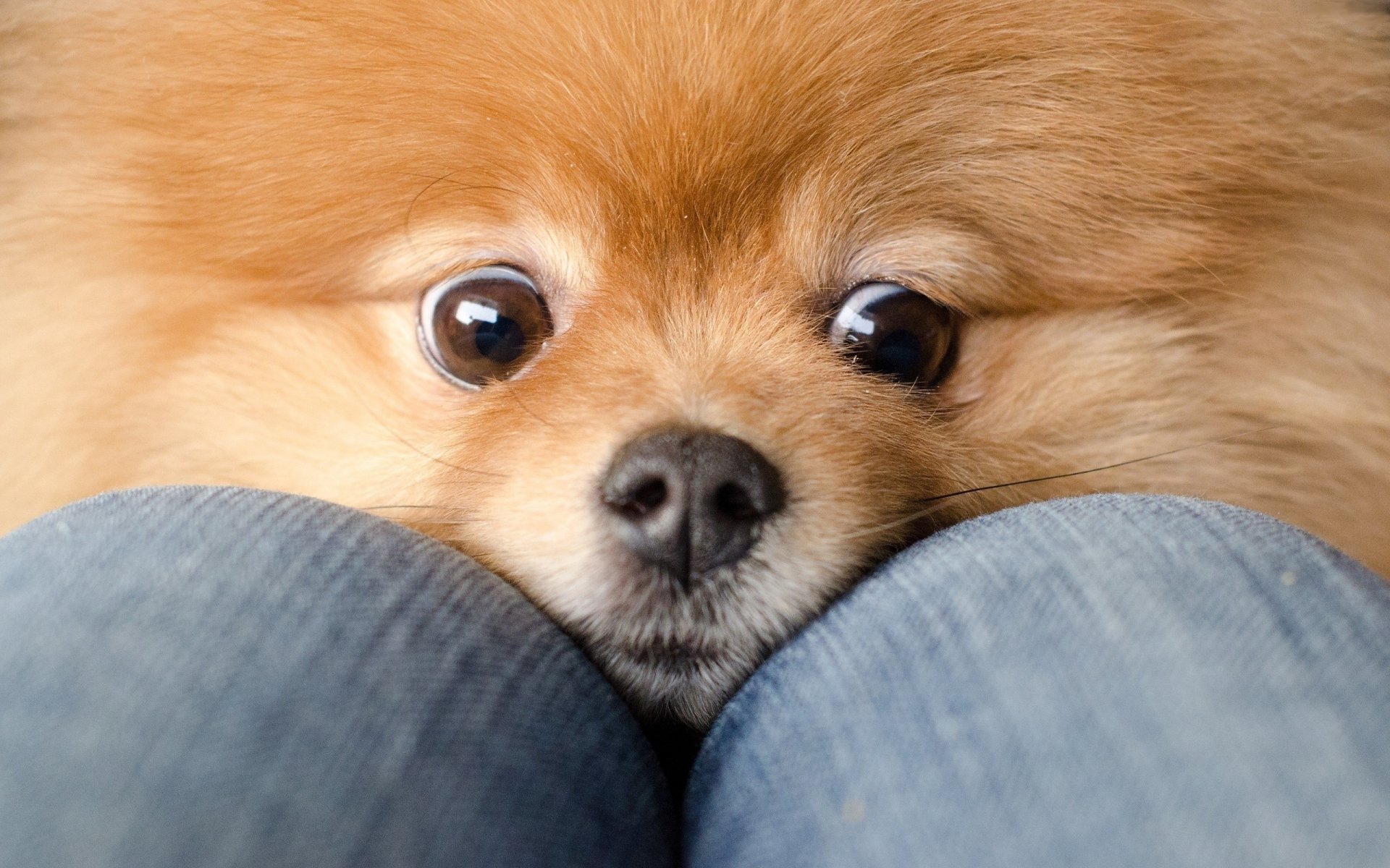 dog spitz red eyes knees jean