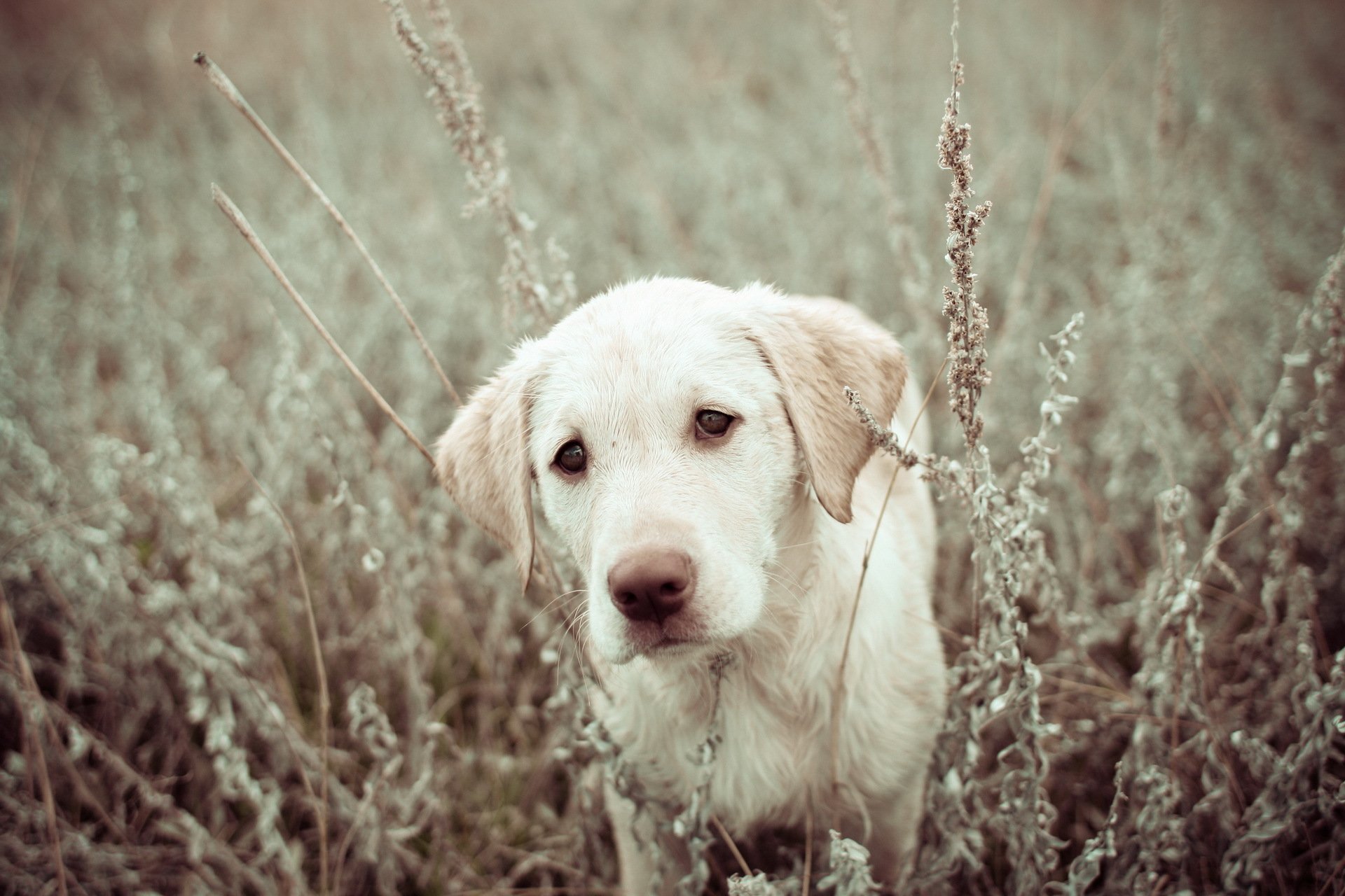 dog puppy the field nature