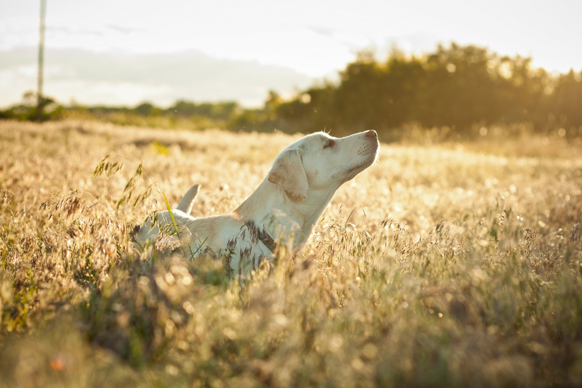 perro campo hierba seca estado de ánimo
