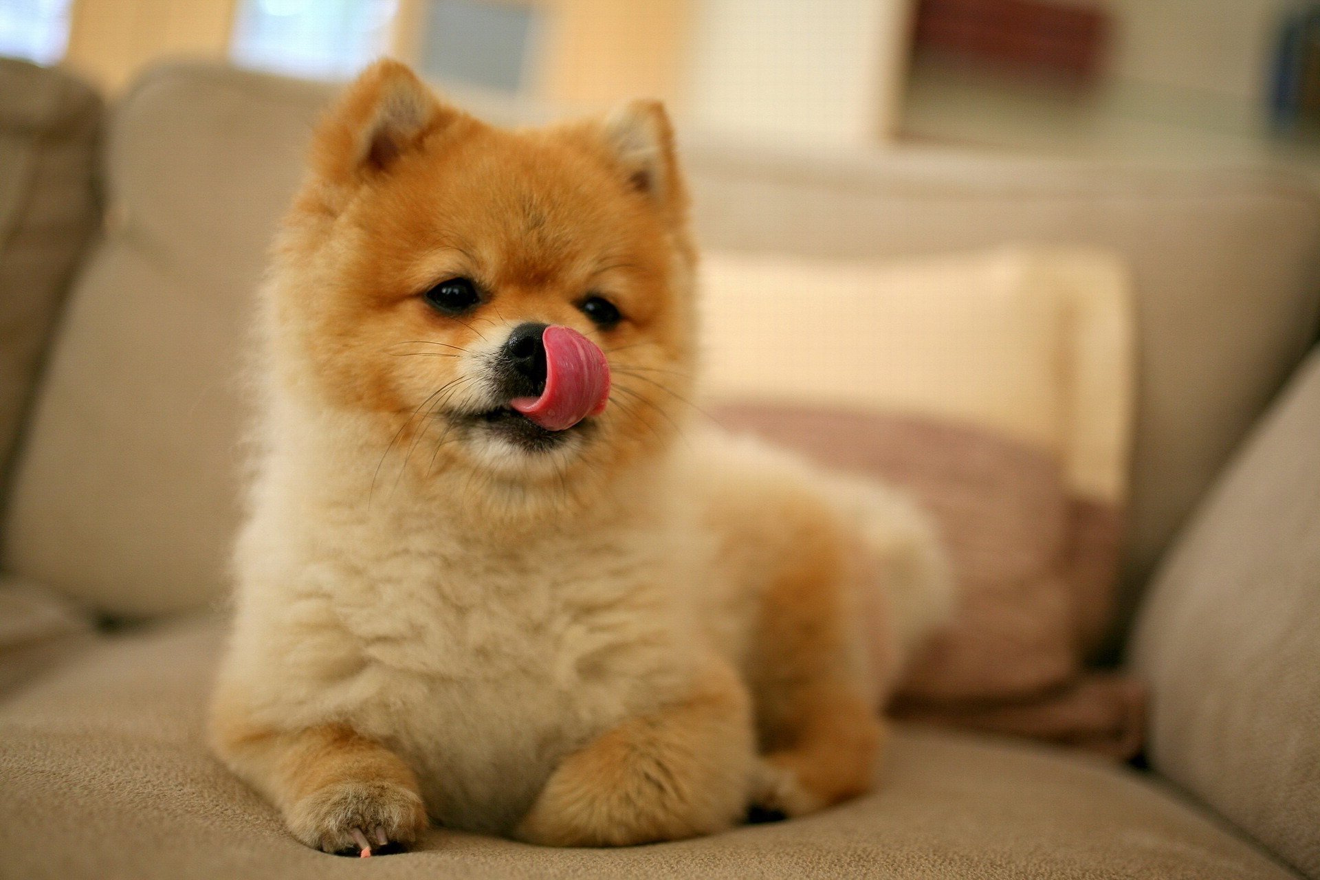 cachorro cara lamiendo akita