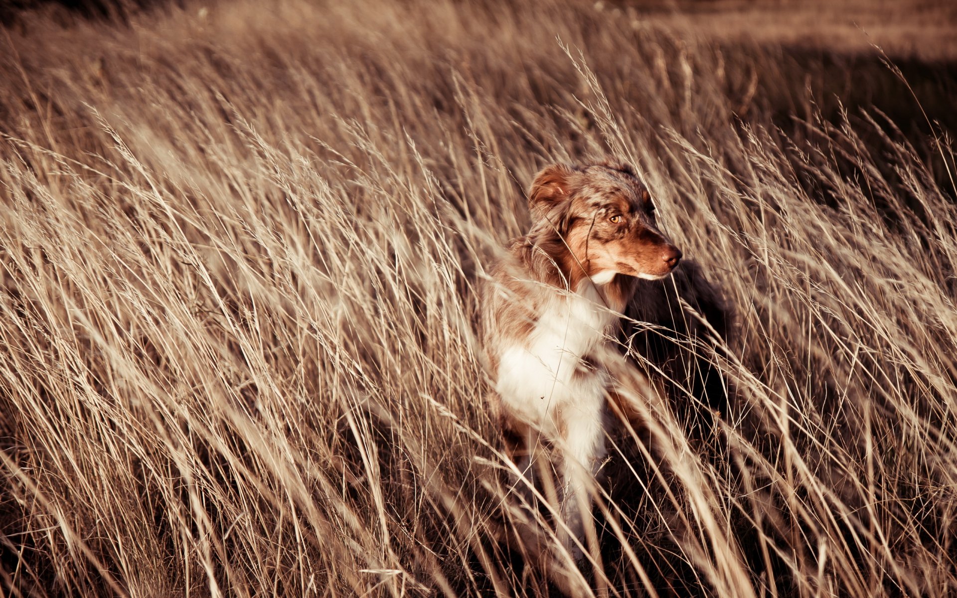 dog other the field