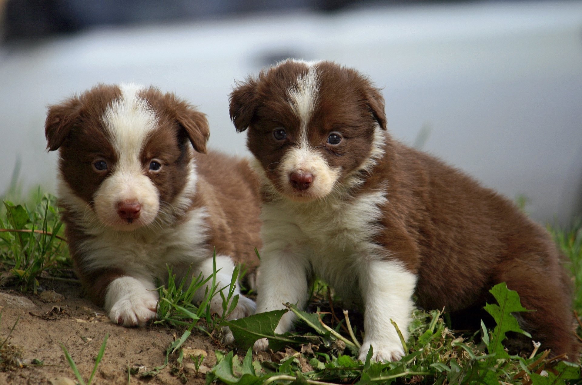 puppy border collie kid