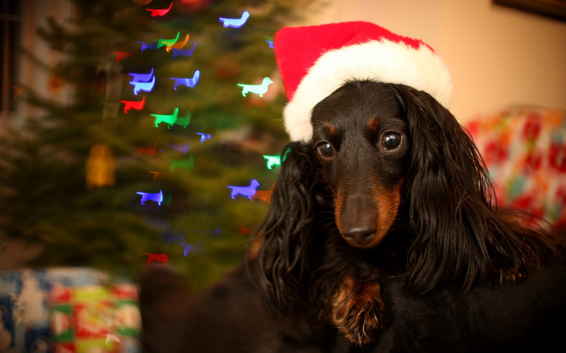 dog holiday background