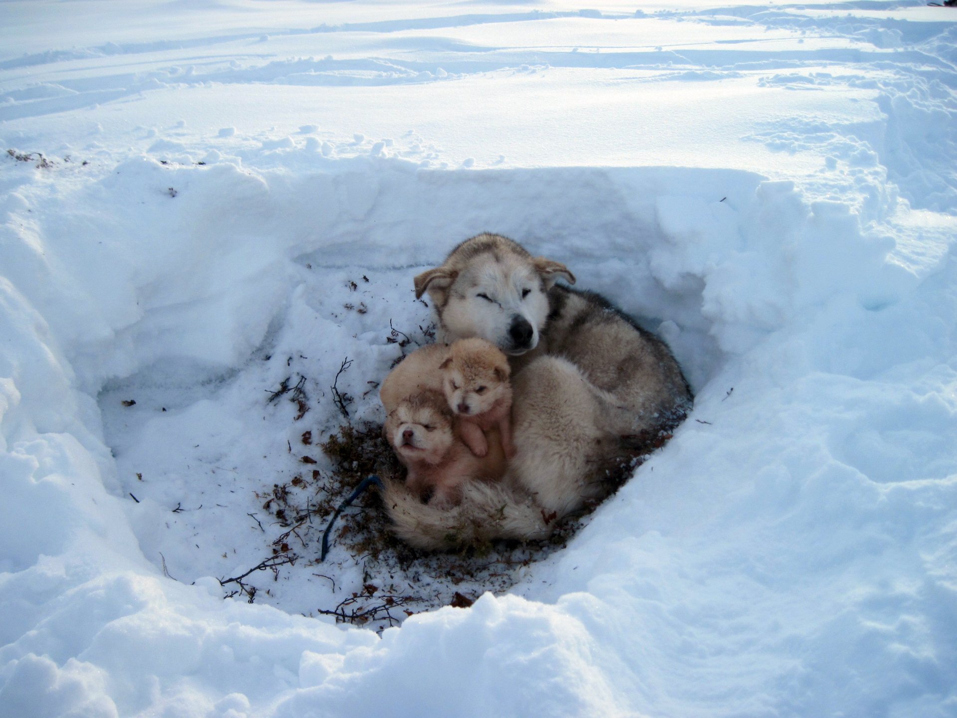 hiver neige gel chiots laine fourrure progéniture
