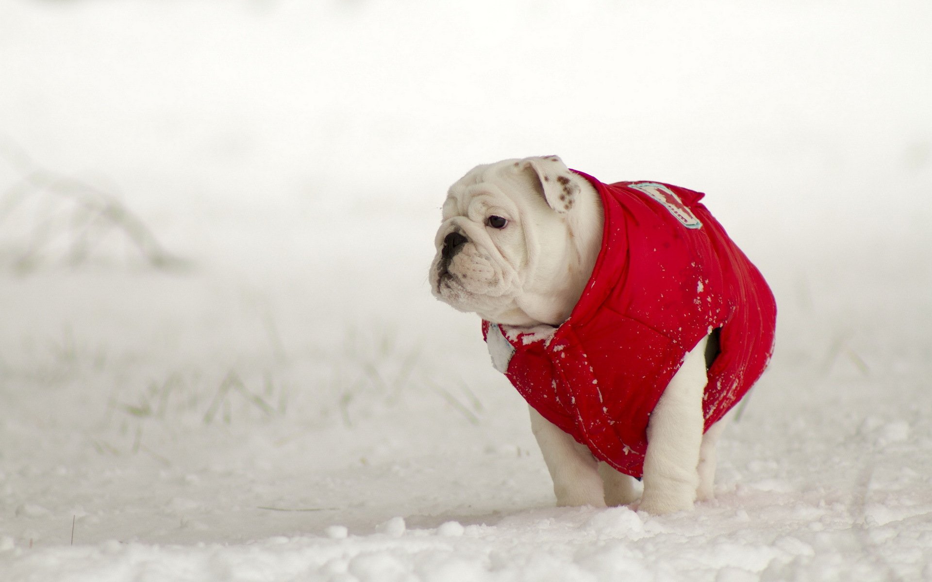 dog winter background