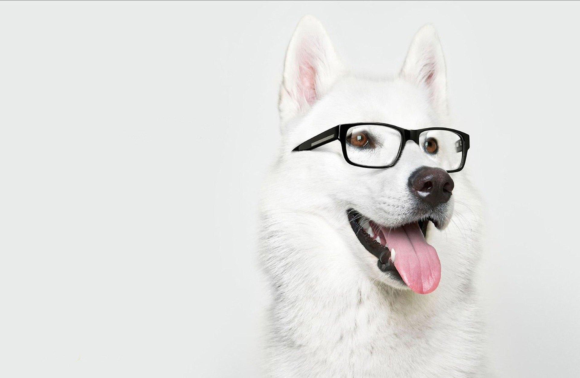 laika dog sunglasse