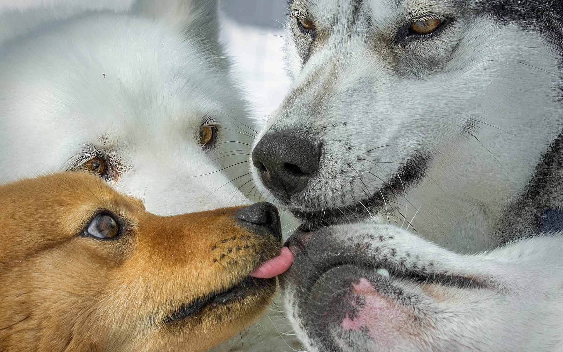 perros perros primavera