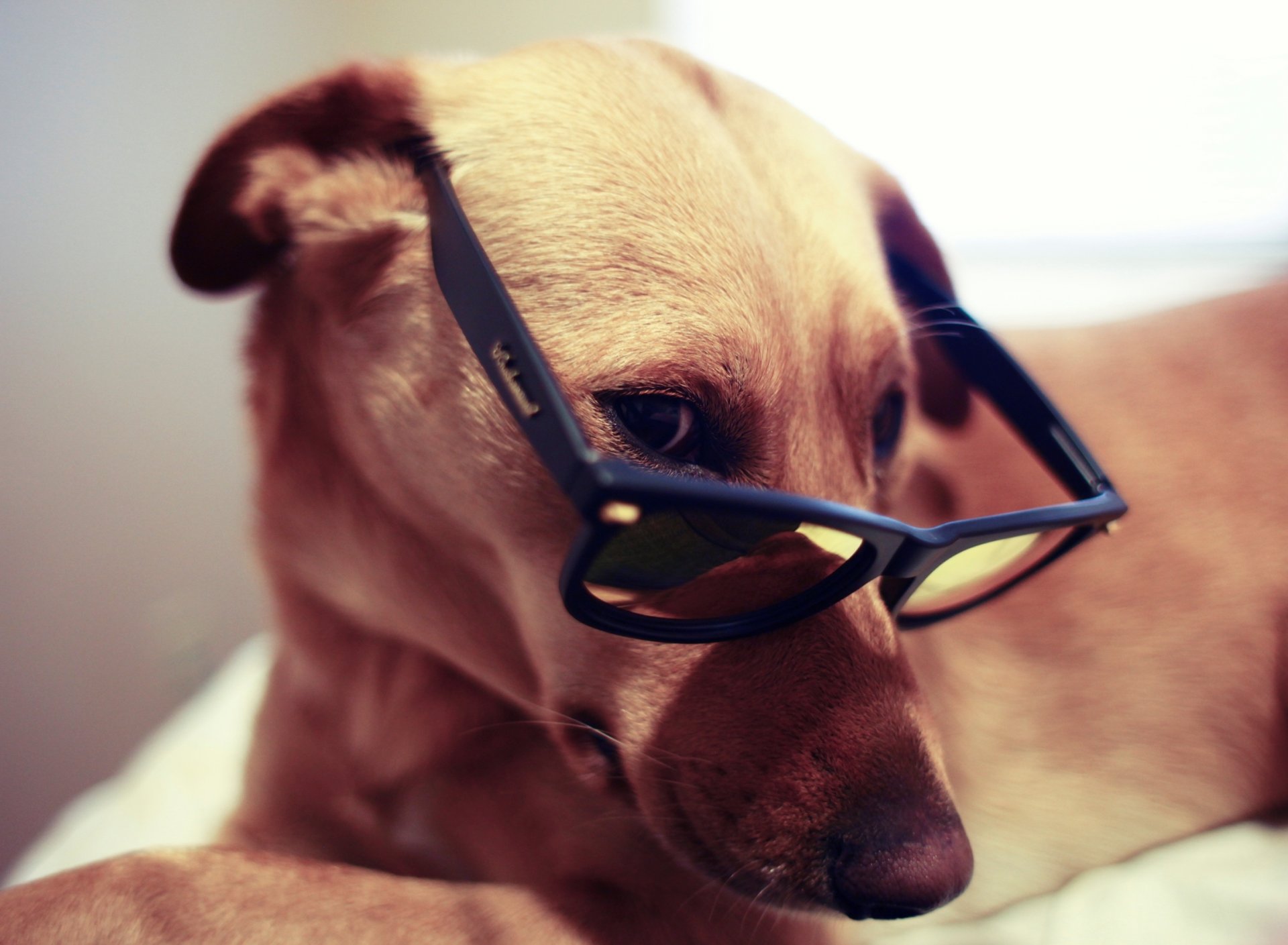look glasse