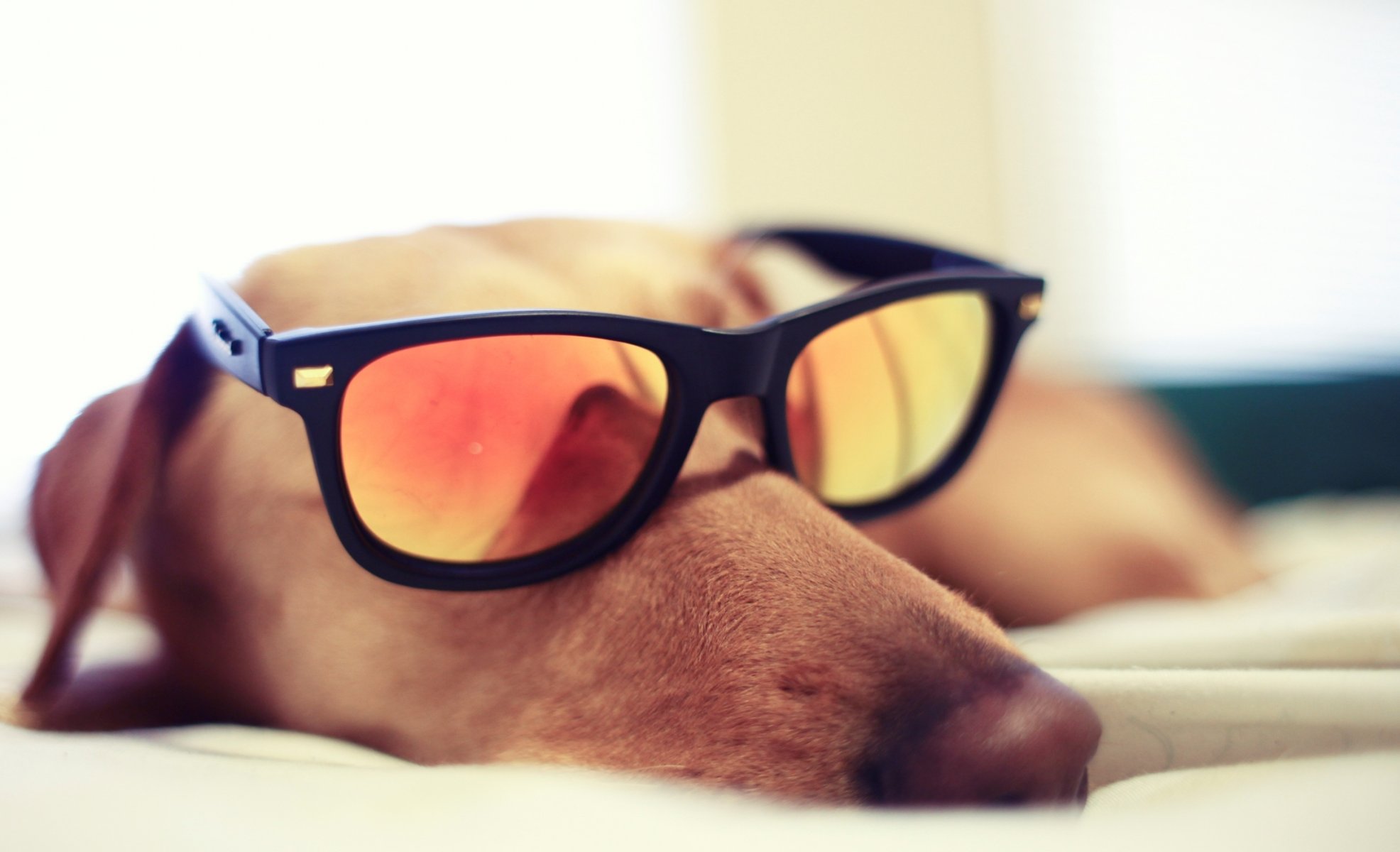 leeping glasse