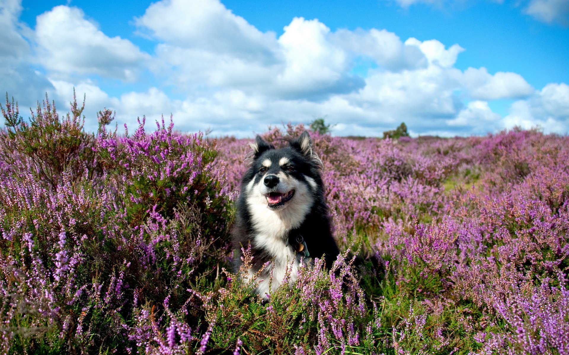 chien été fleurs ami