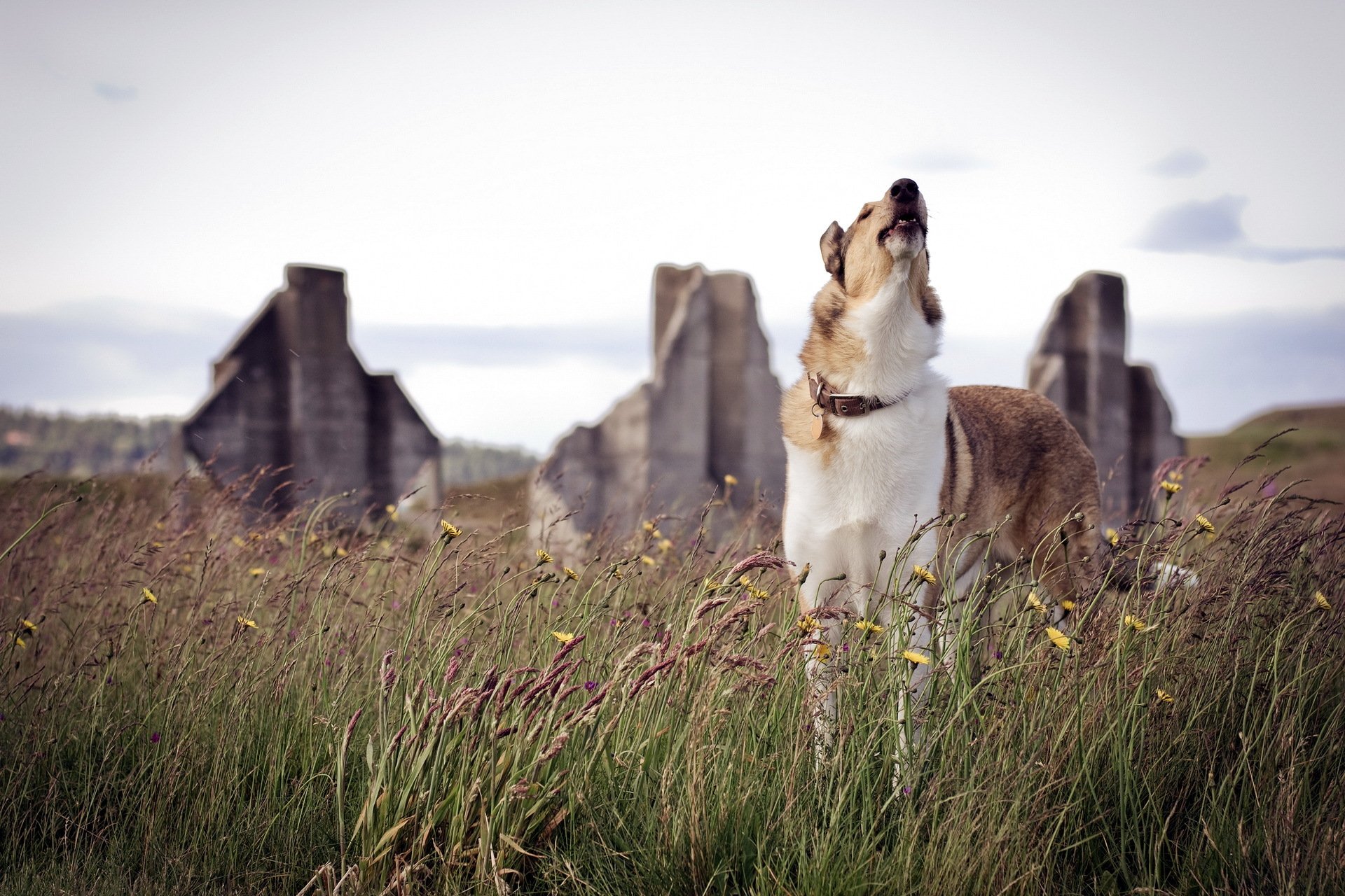 chien nature fond