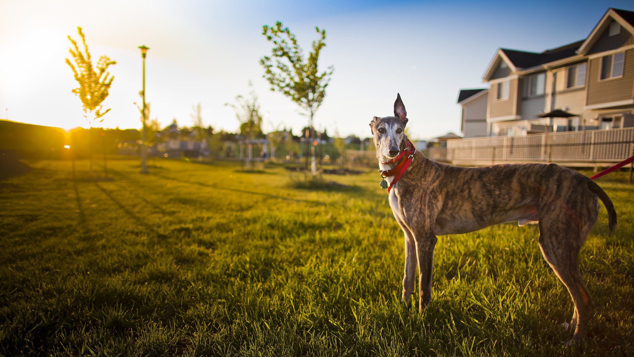 dog house light