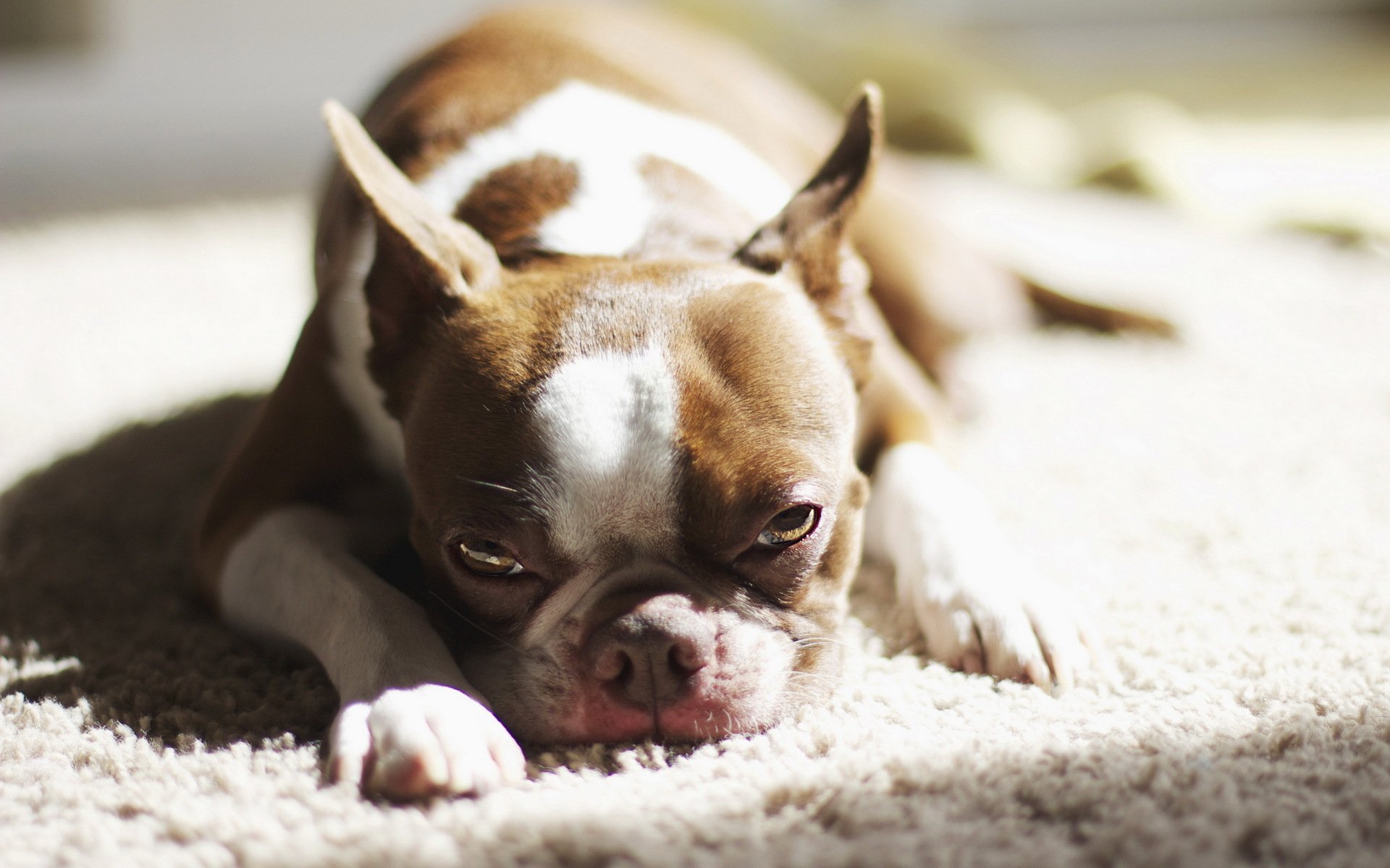 dog house comfort