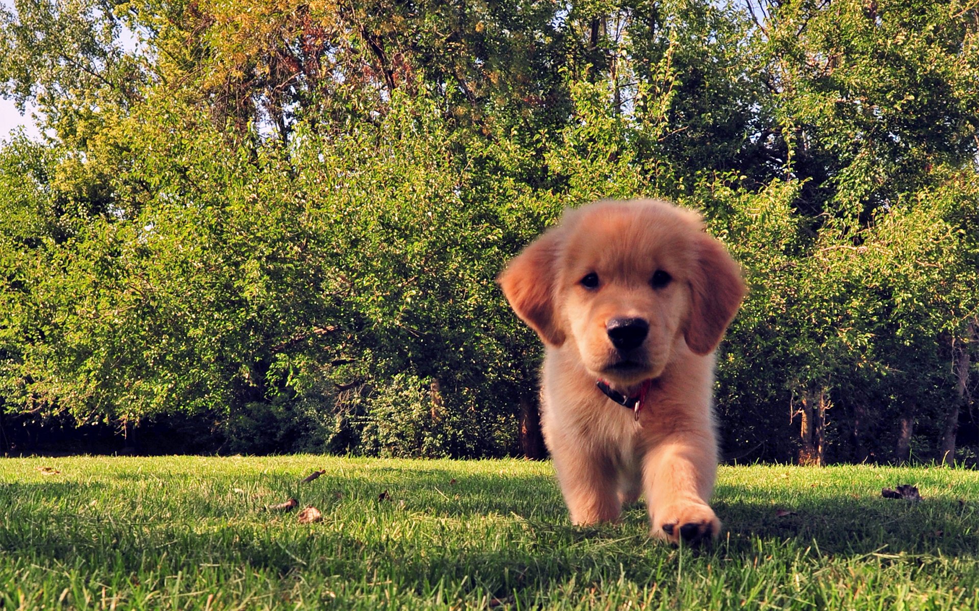 dog puppy funny grass summer tree