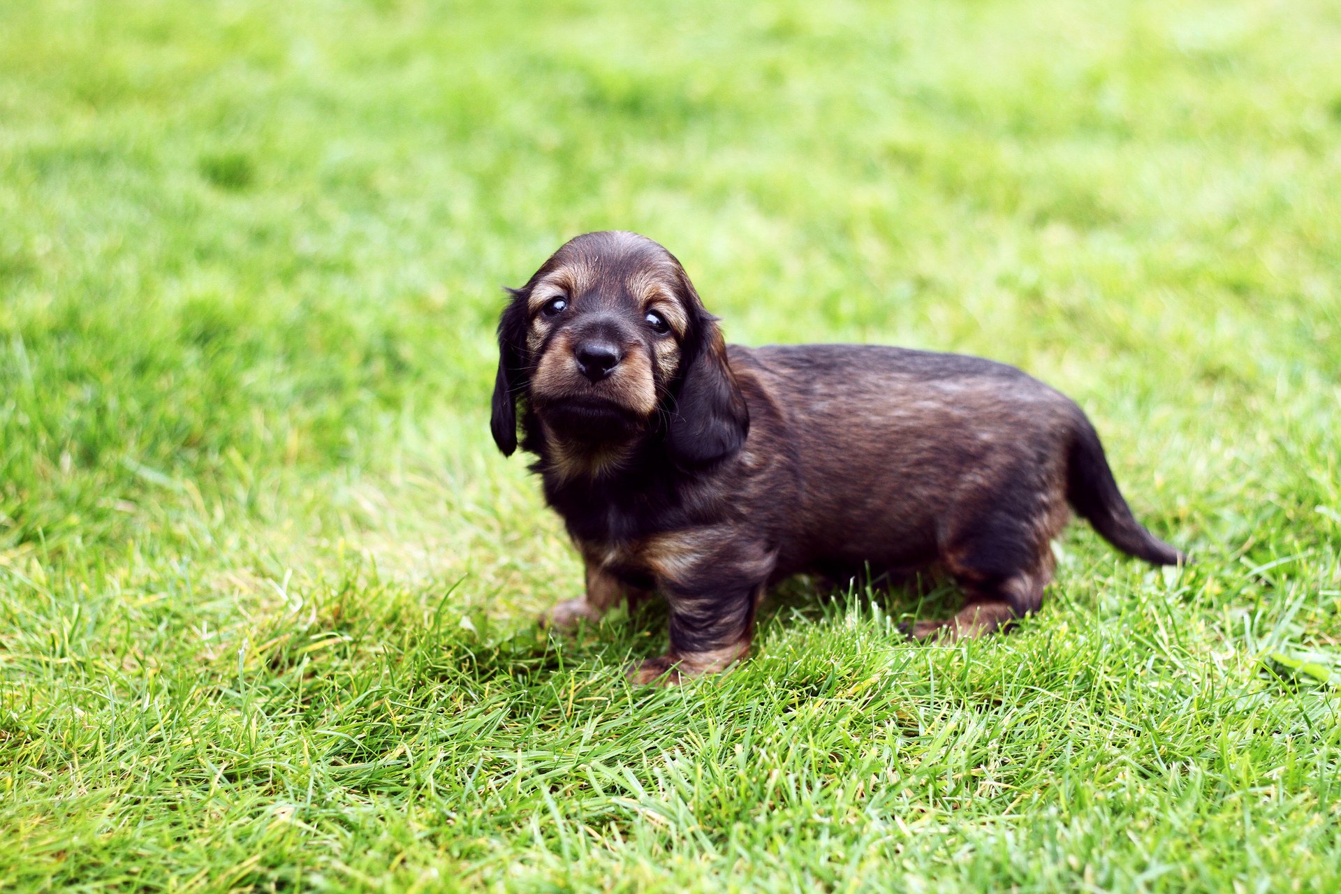 chien chiot herbe