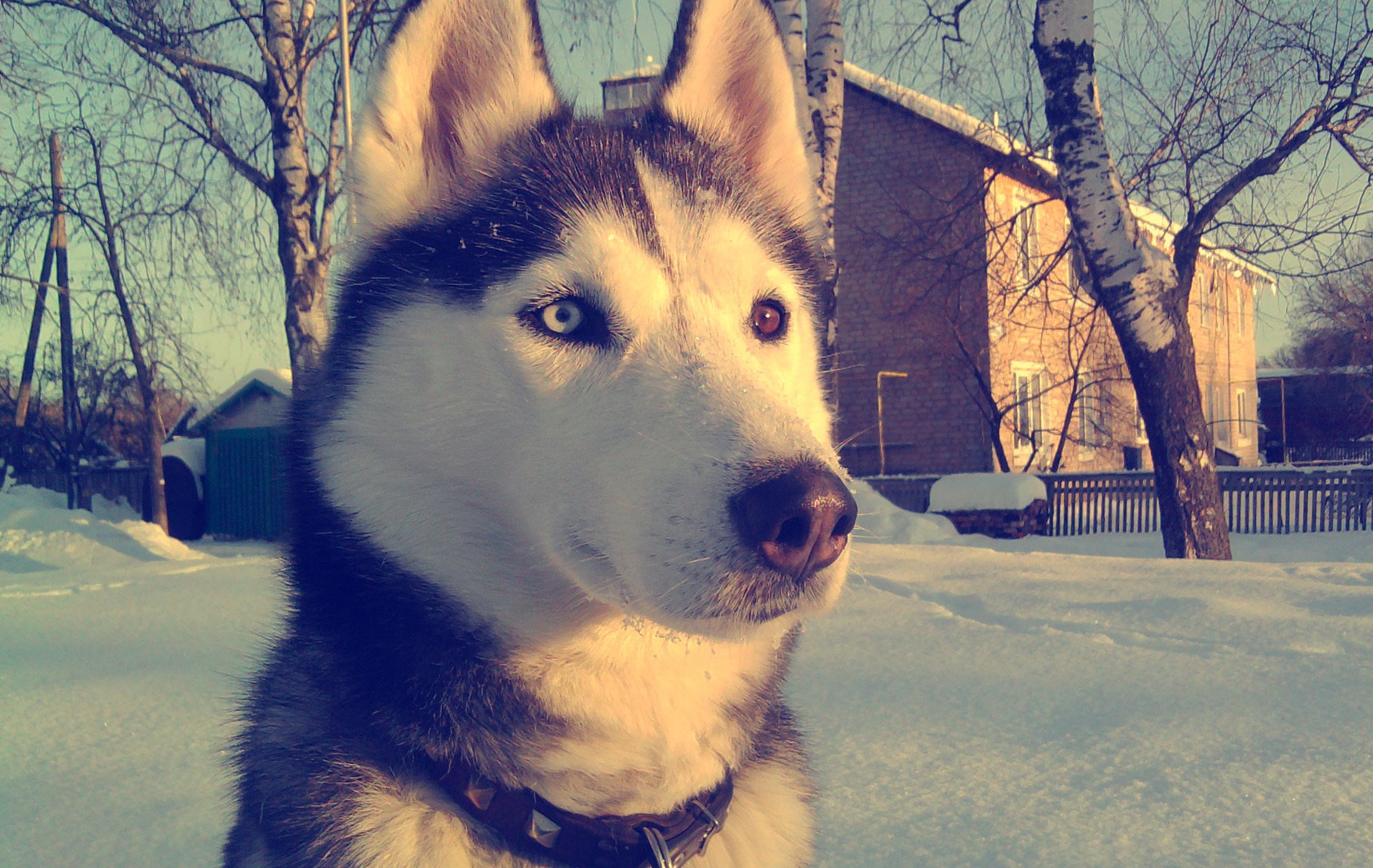 husky vue hiver neige yeux fond d écran