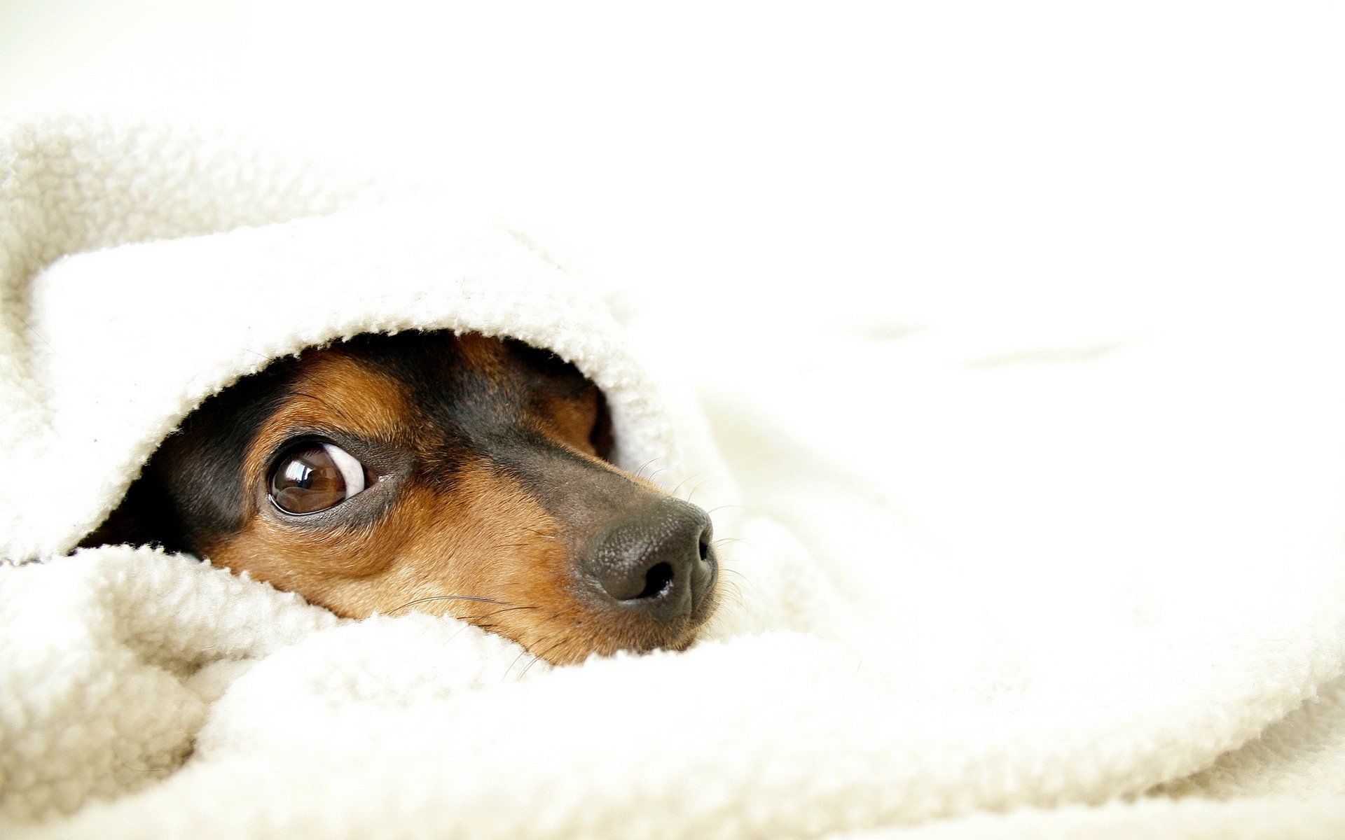 hund decke gemütlichkeit