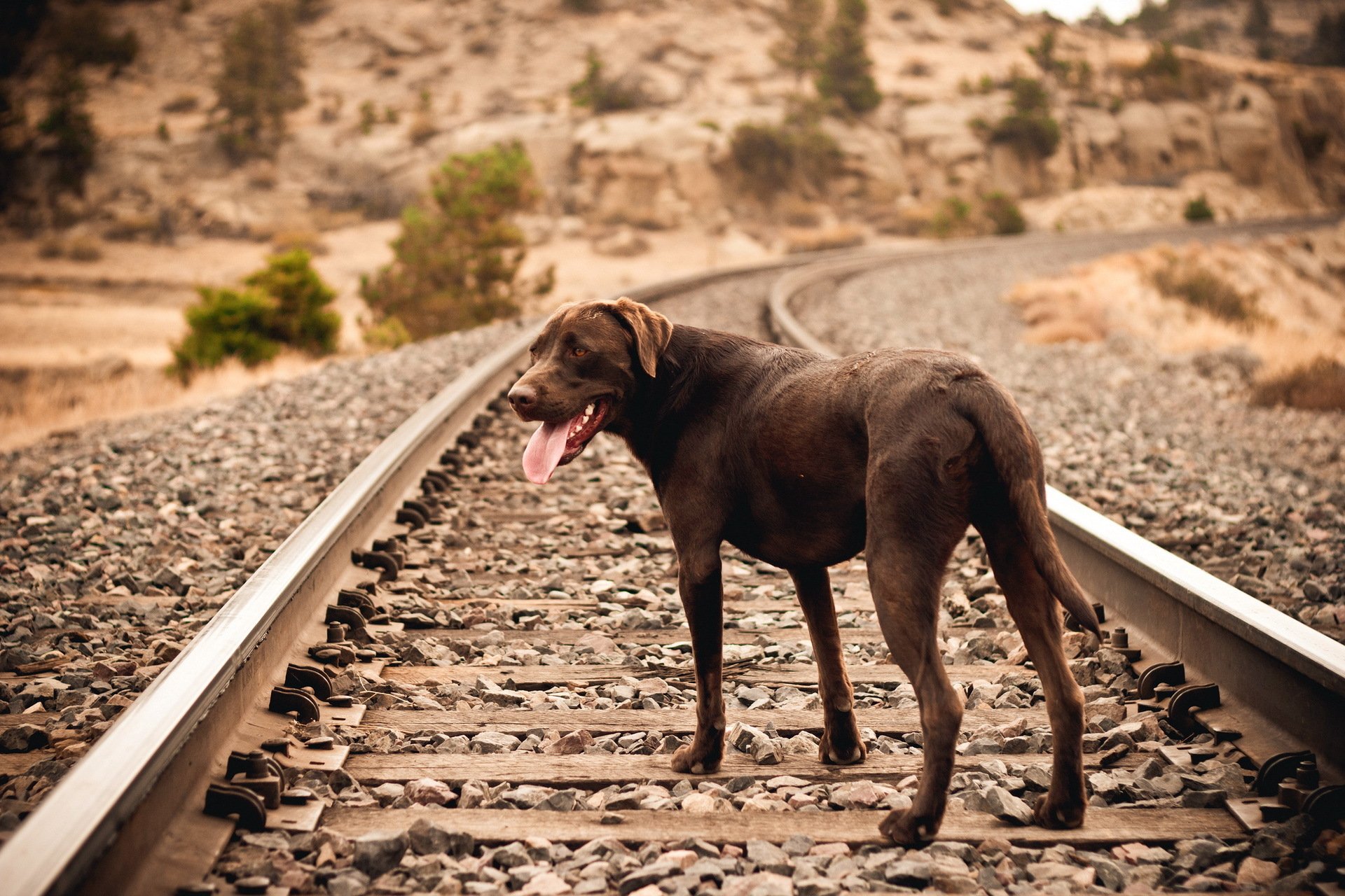 chien ami chemin de fer