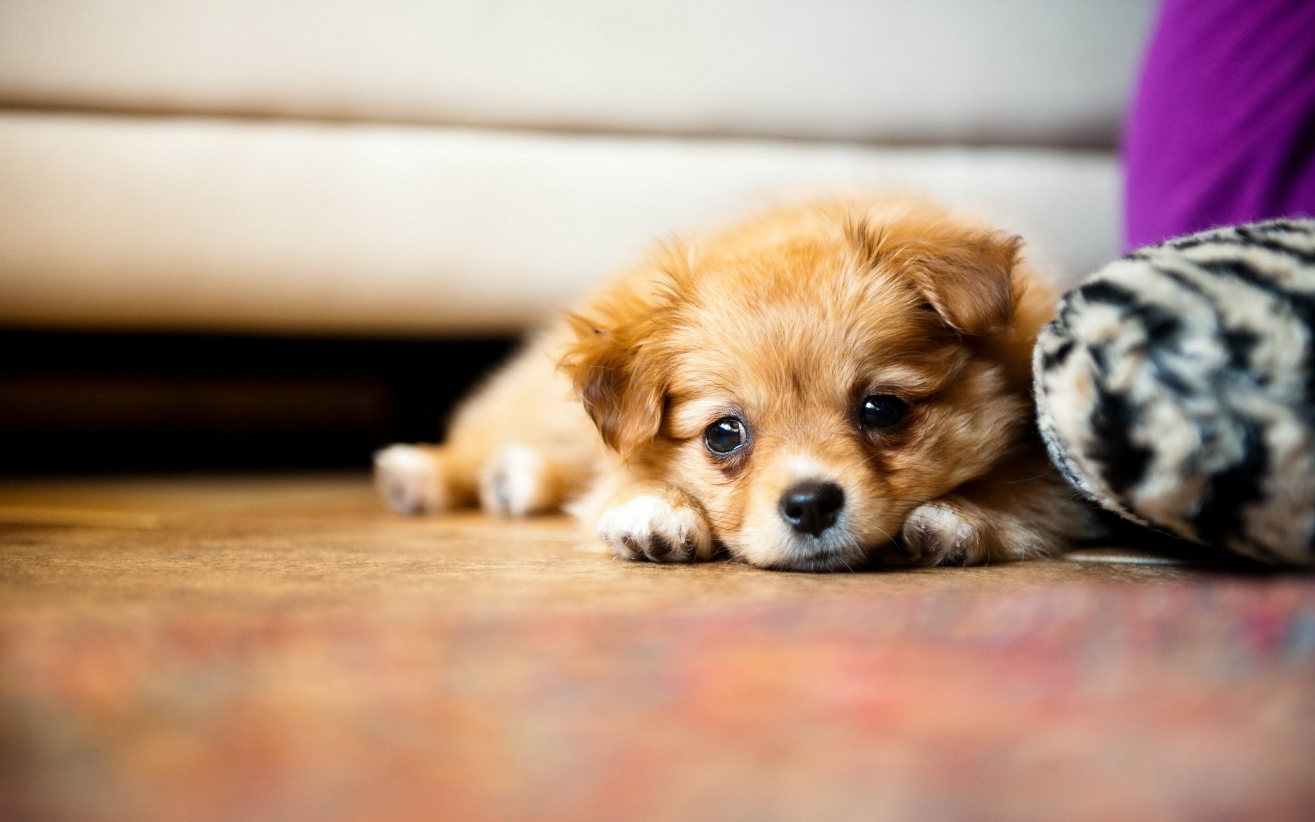 chien vue maison