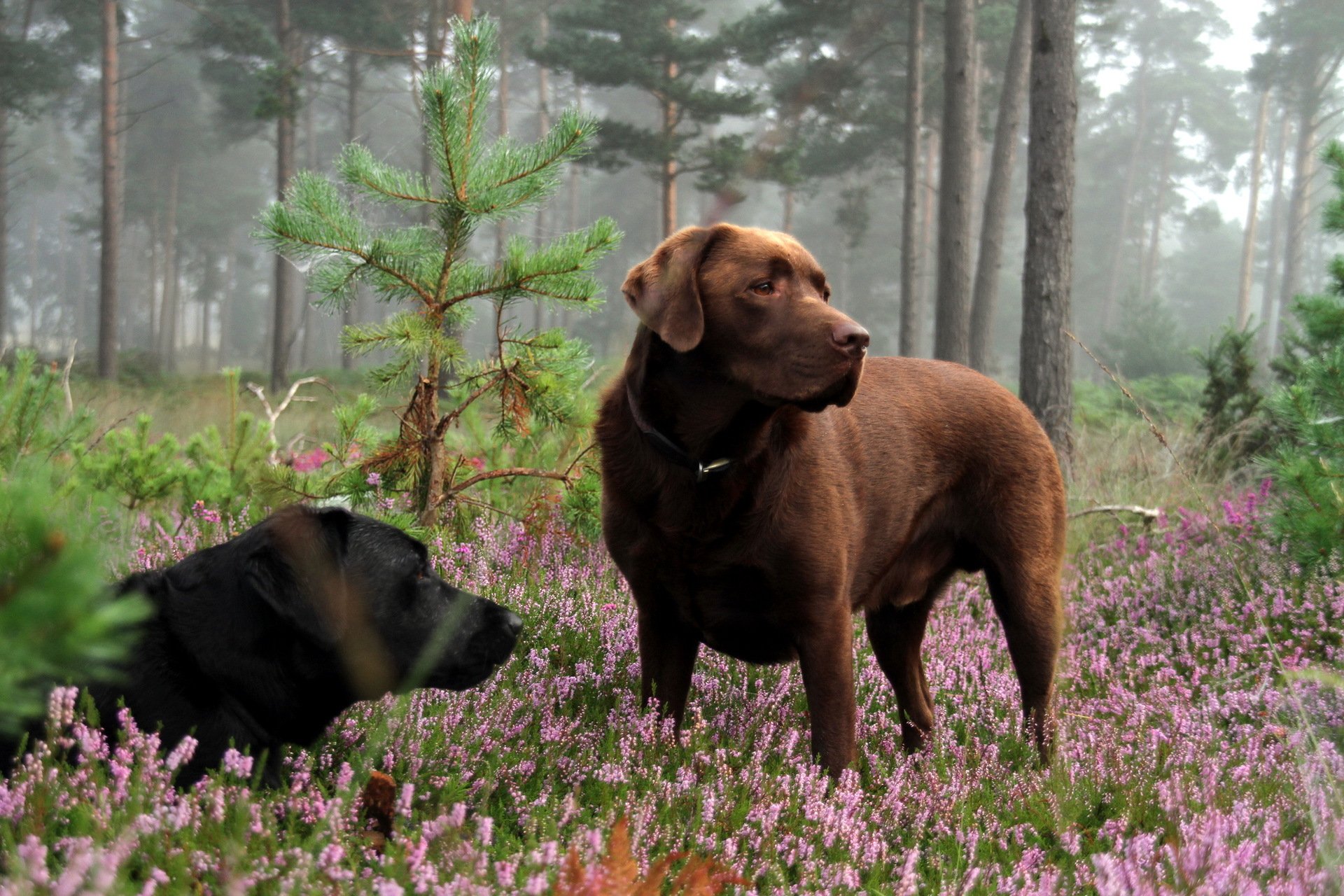 chiens forêt nature