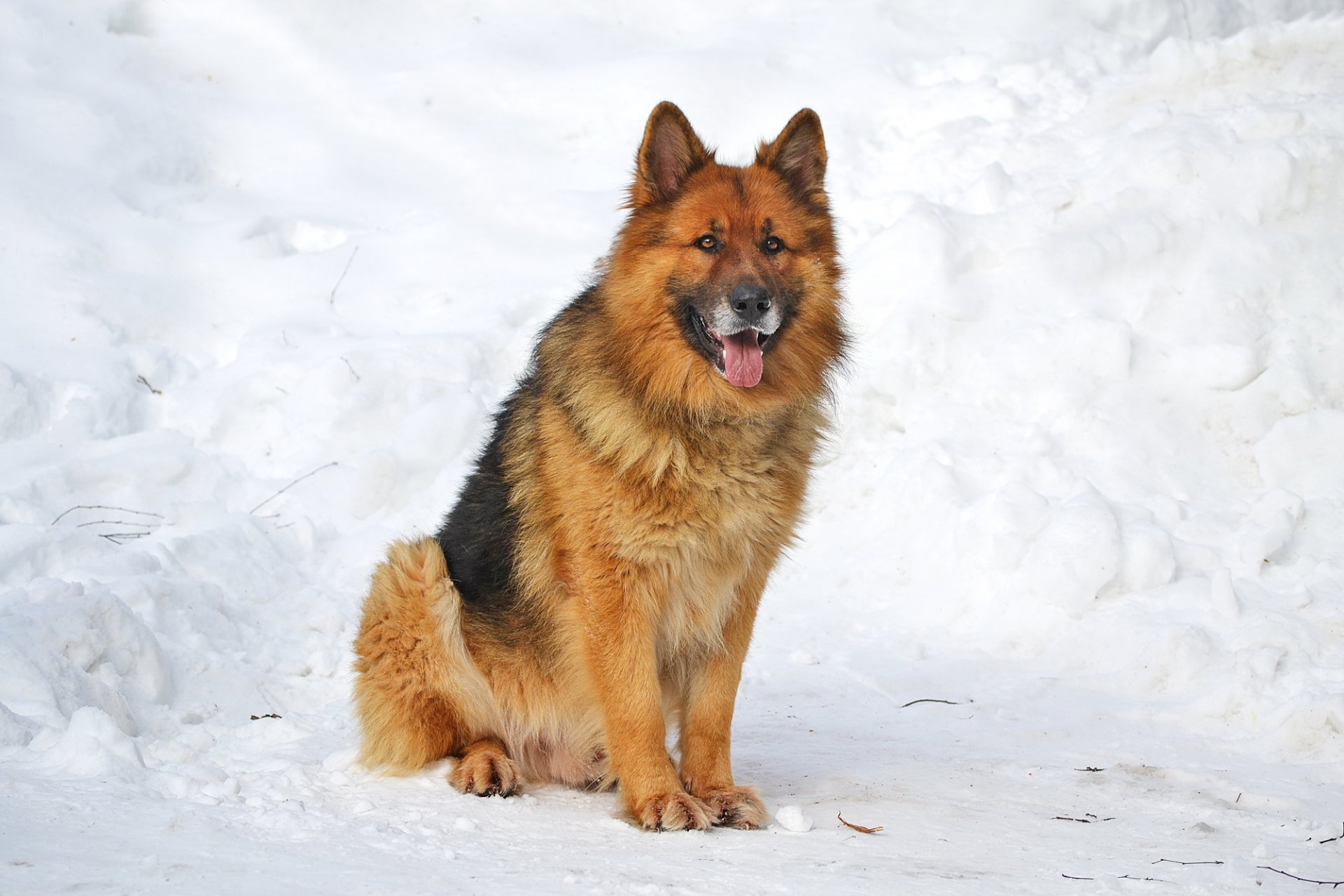 dog german shepherd sher khan