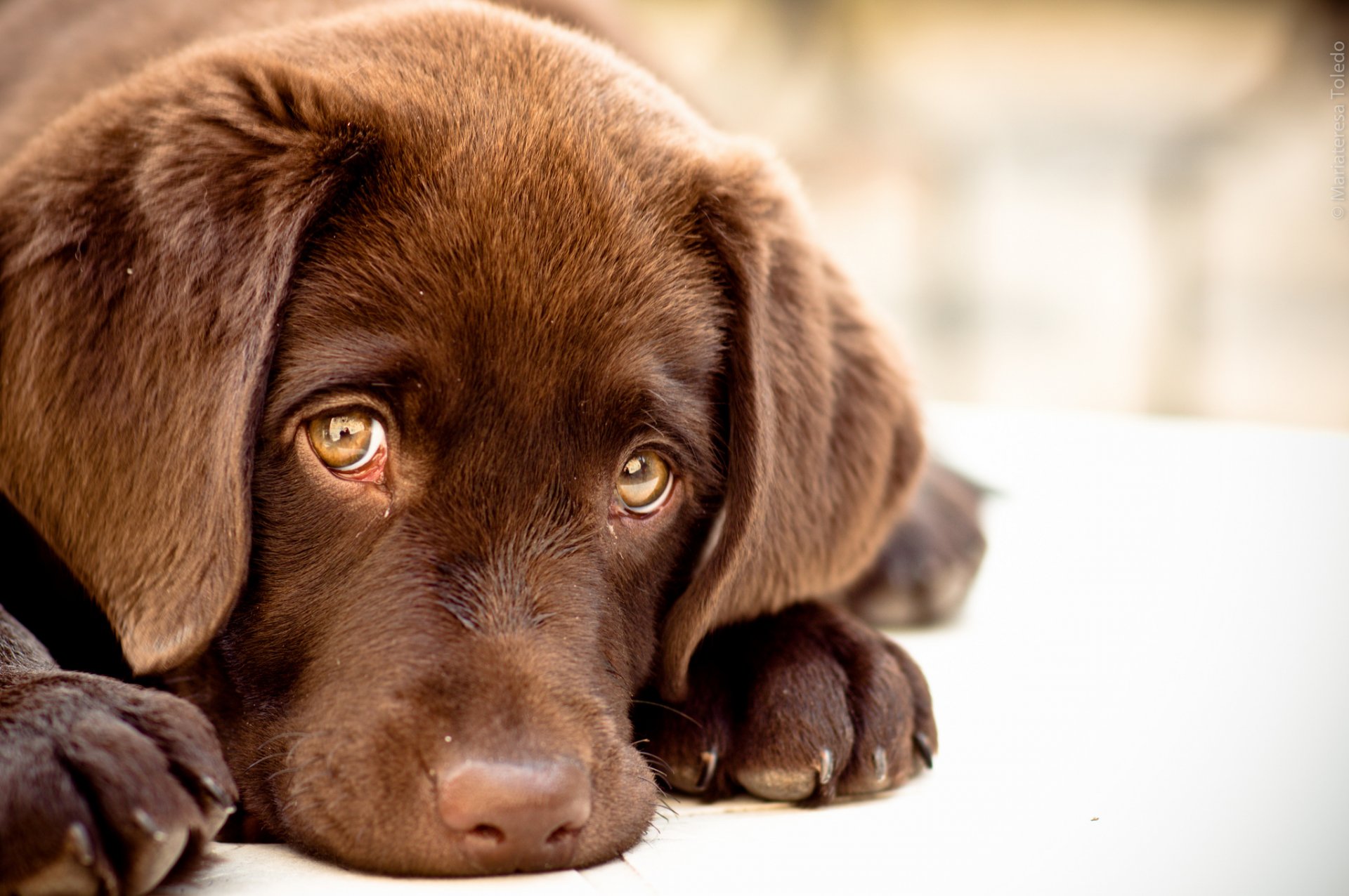 mariateresa toledo hund liegt schaut zu