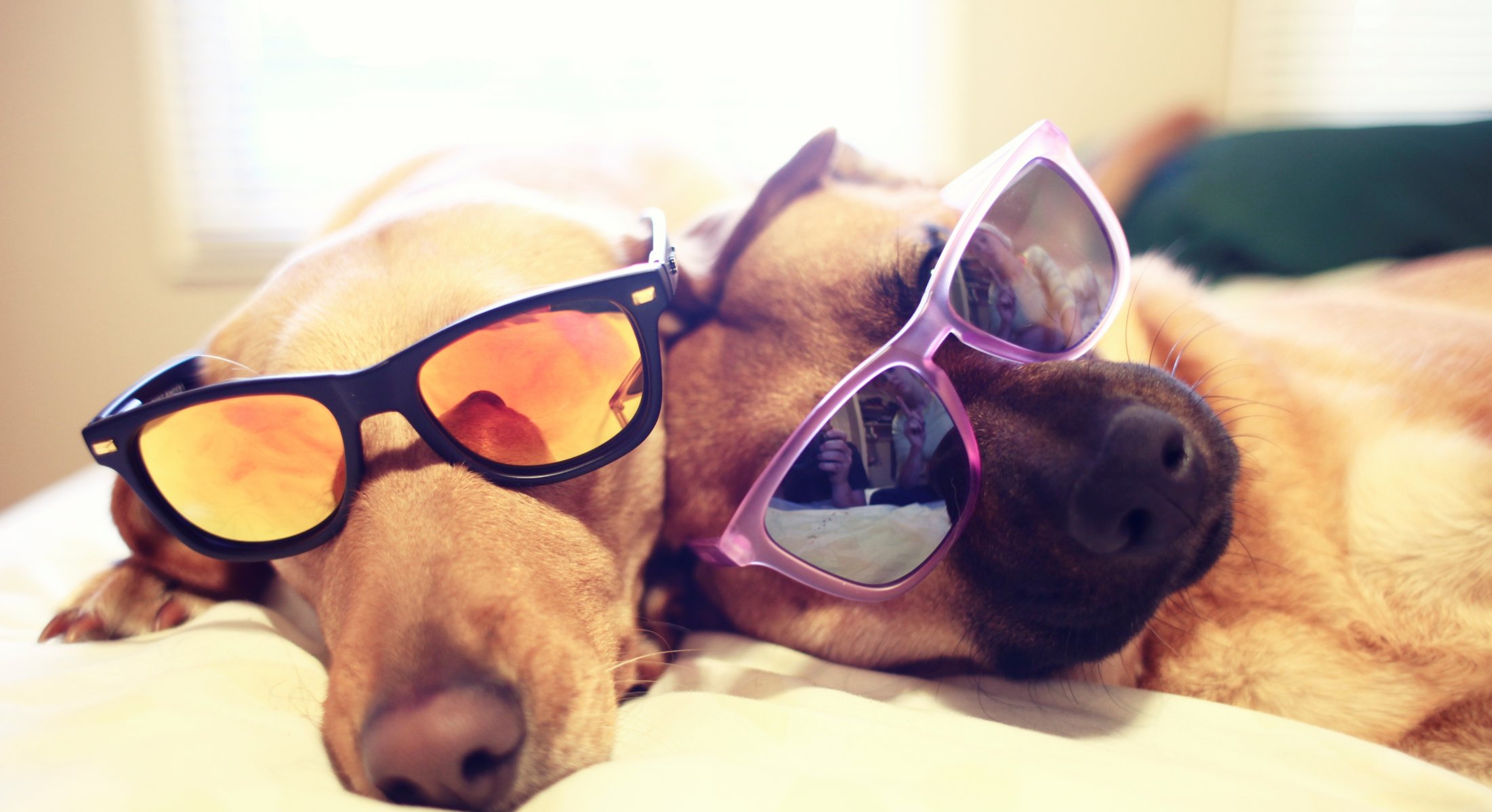 hunde hunde brille liegen bett