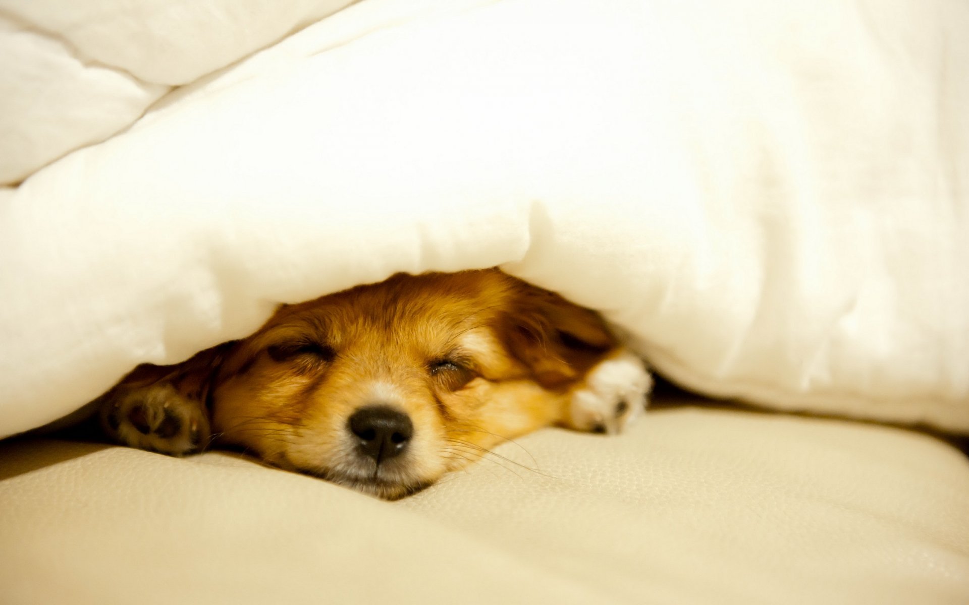 chien maison confort