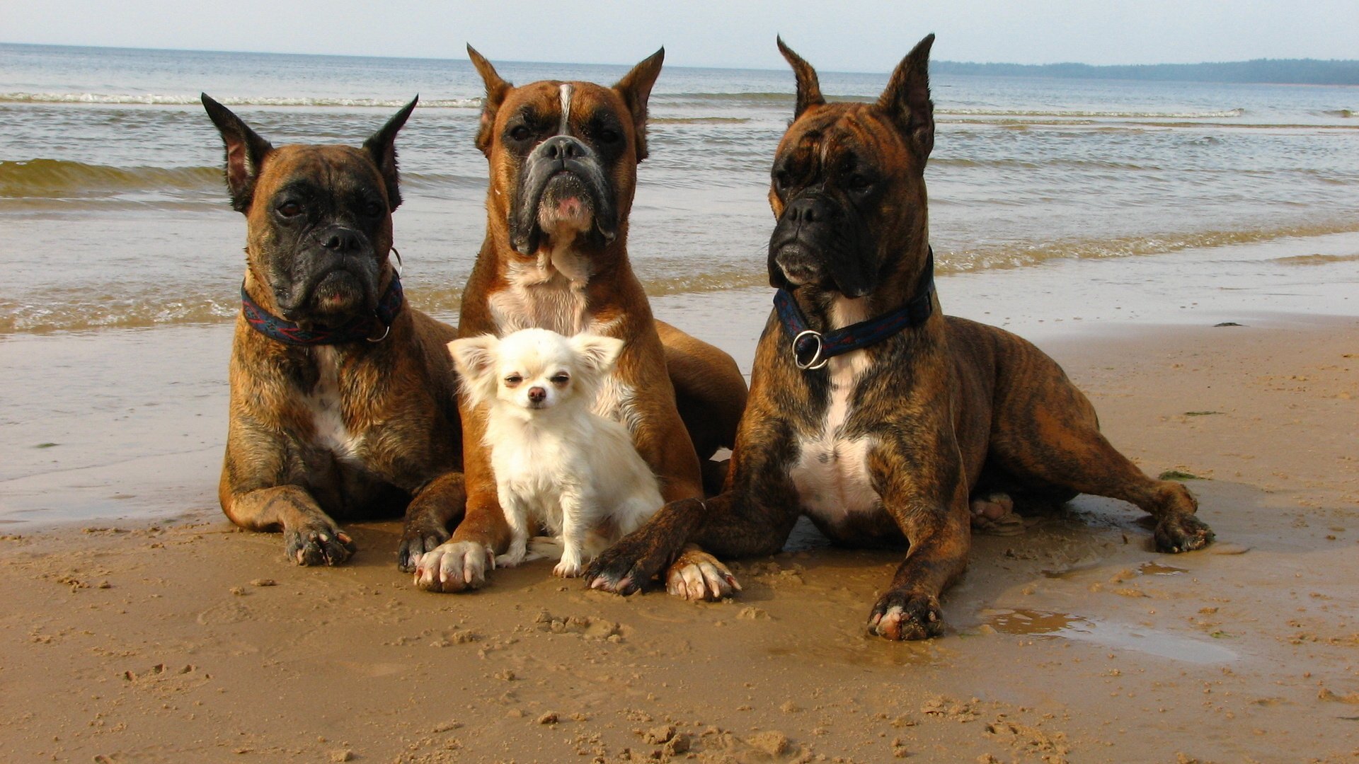 ea beach walk dogs protection bodyguards protectors the situation