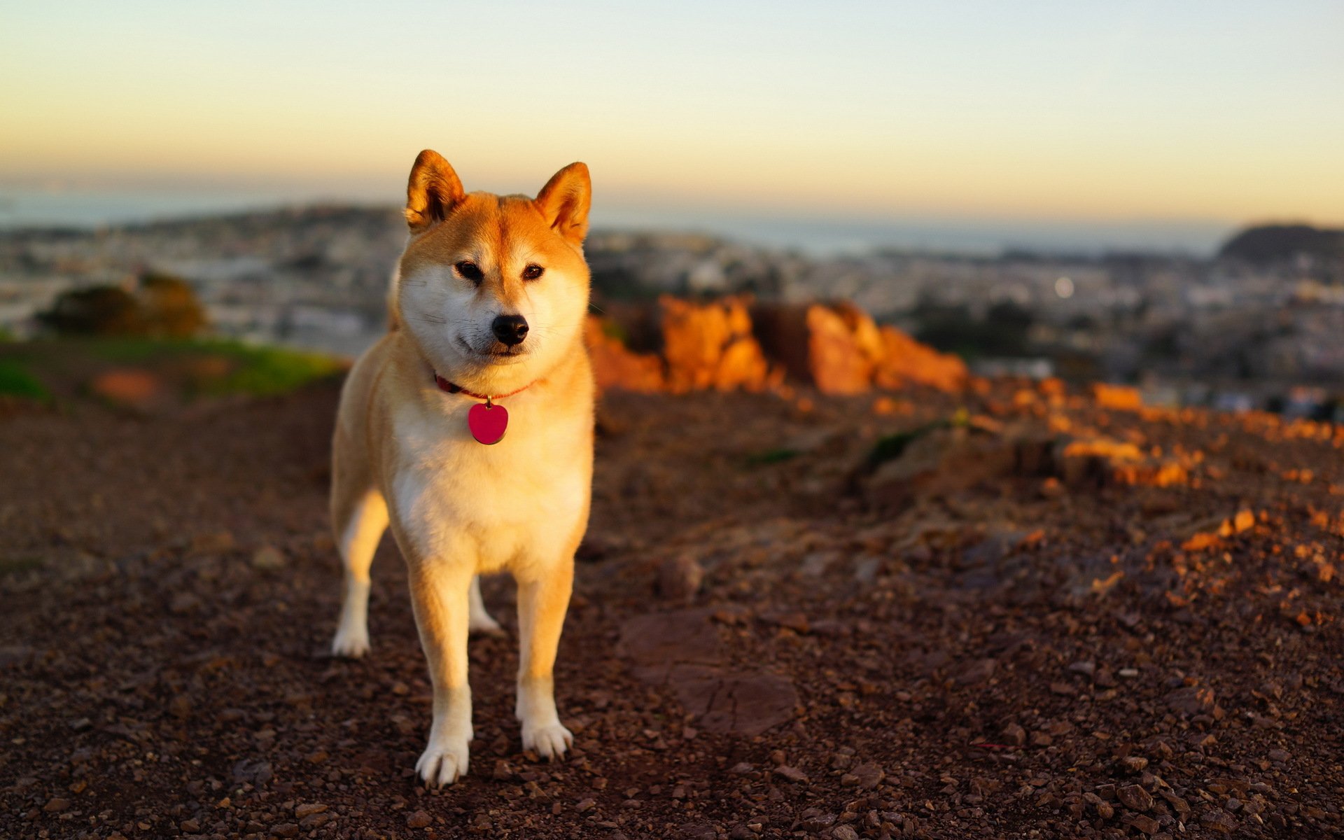 perro puesta de sol fondo