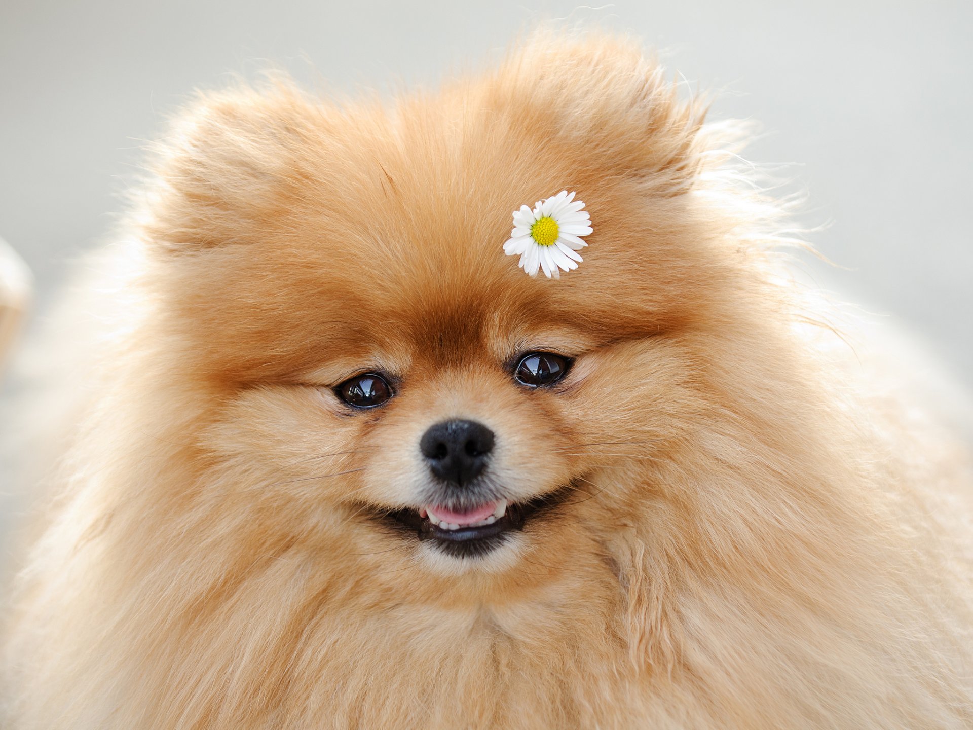 spitz kamille maulkorb