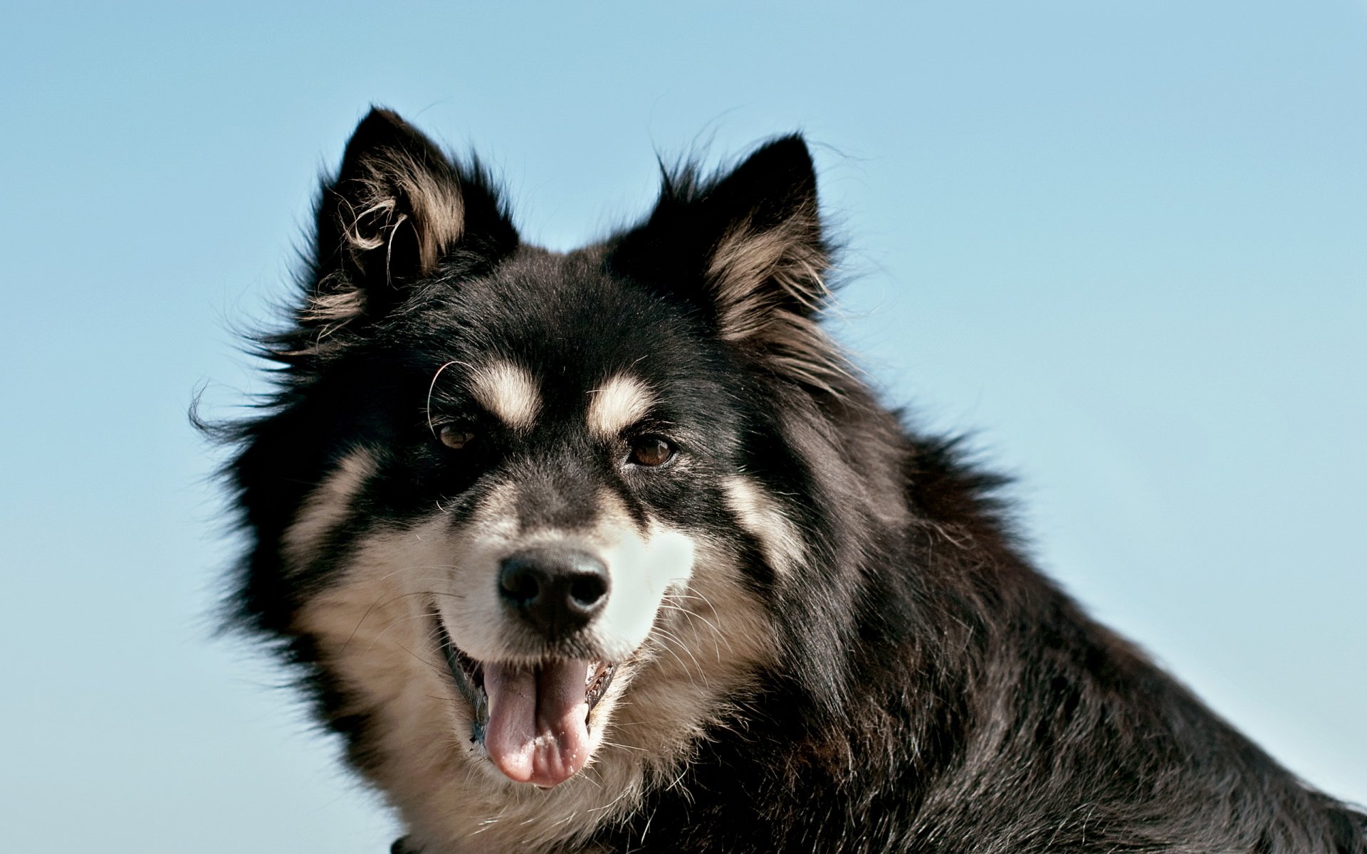 chien portrait fond