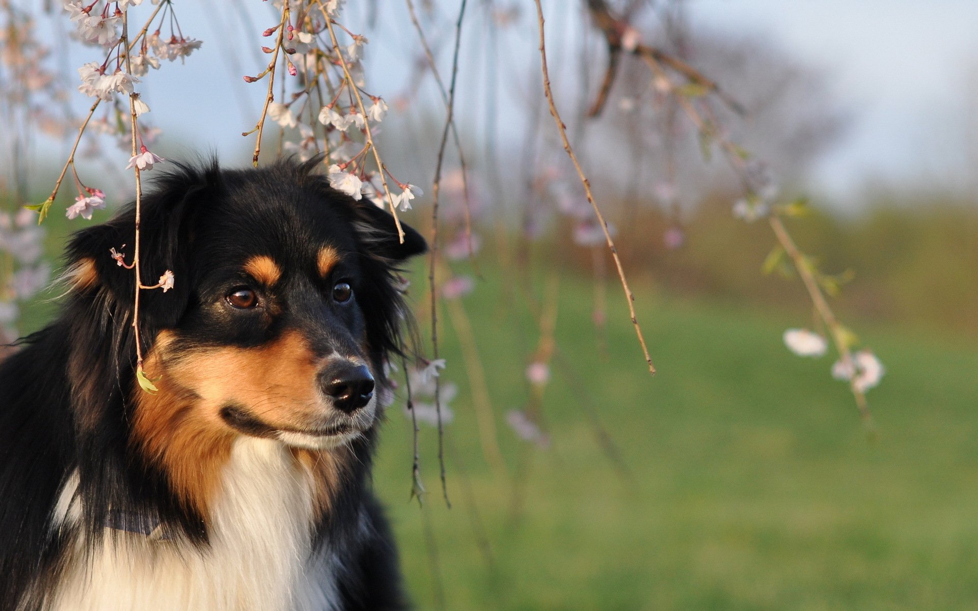 perro mirada amigo