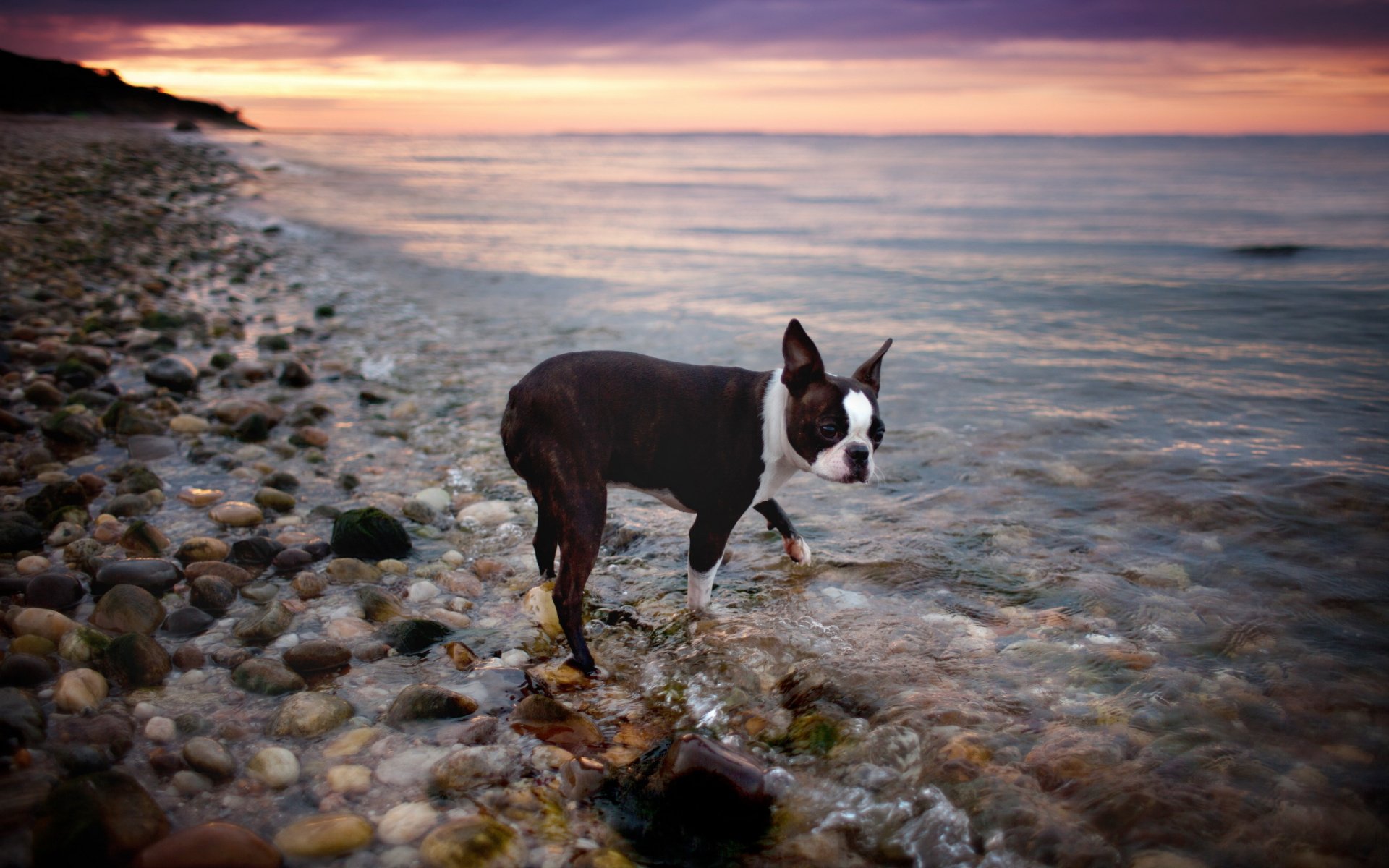 chien vue eau