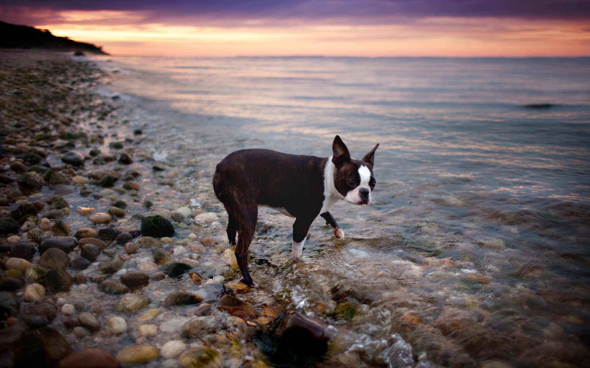 hund blick wasser