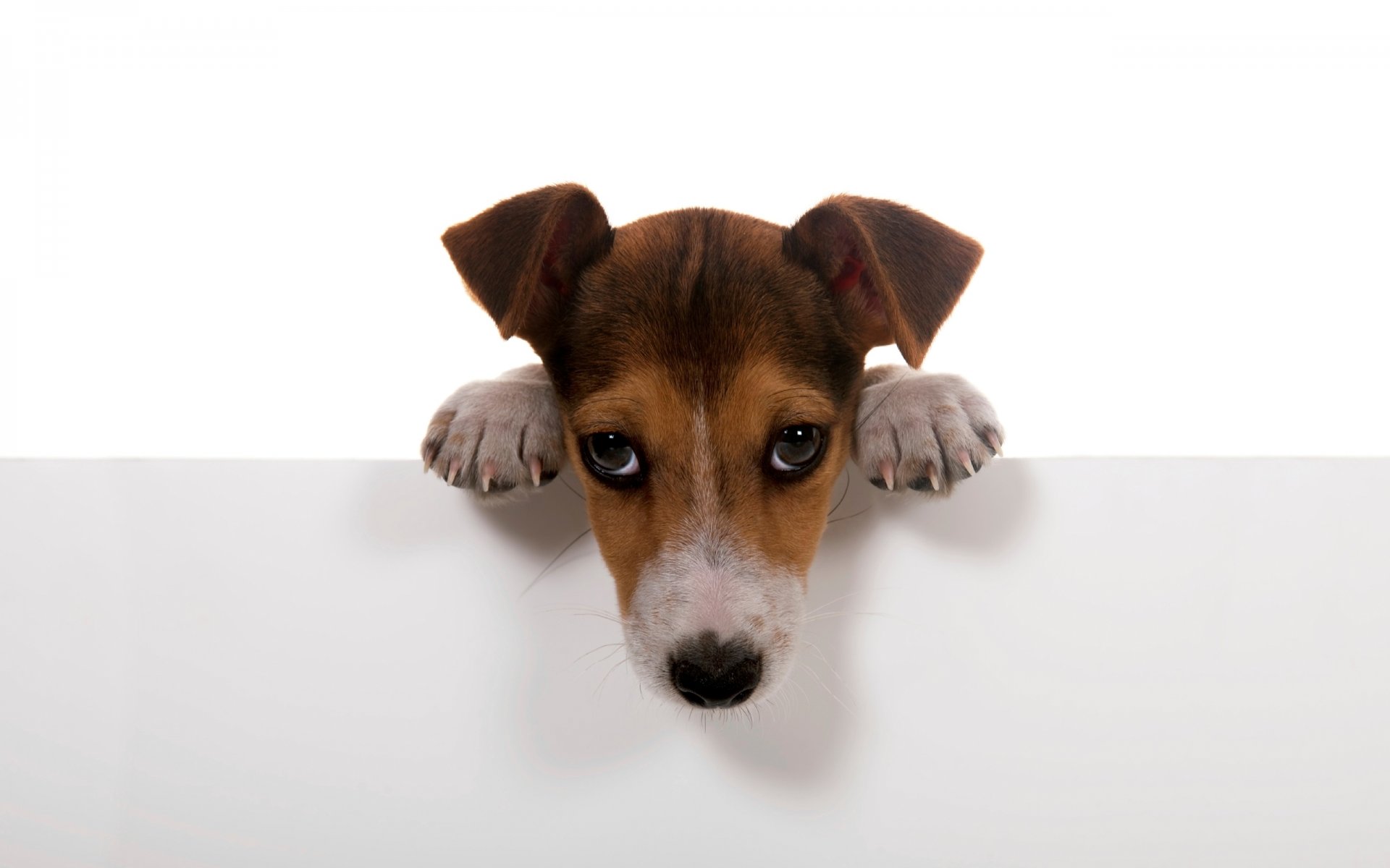 perros perro cachorro perrito. patas pared blanco fondo papel pintado