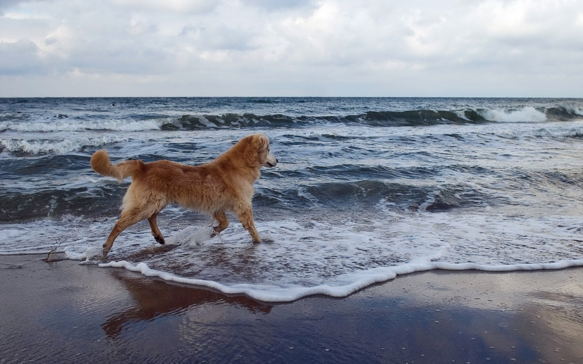 dog sea background