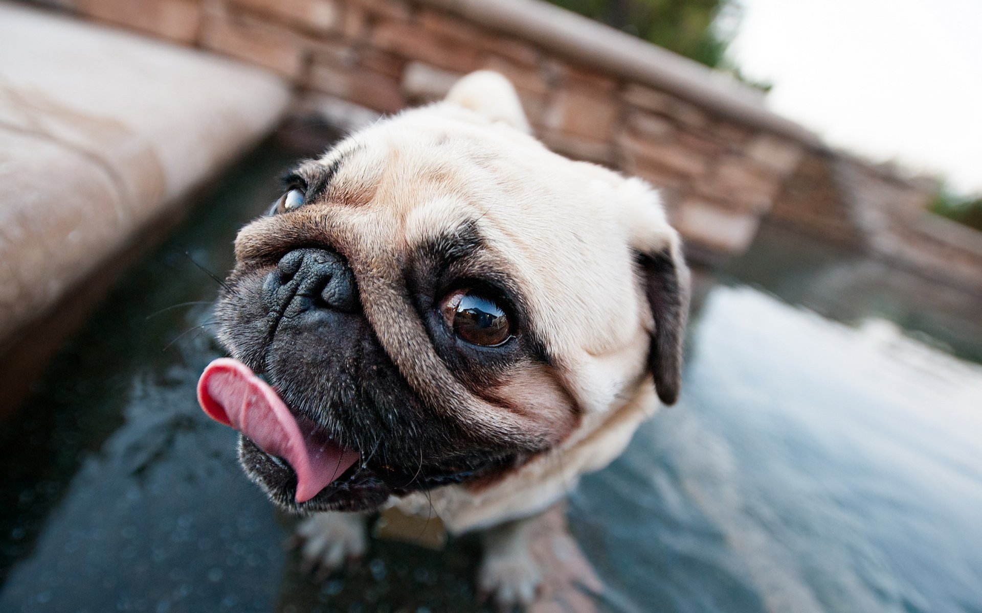 chien carlin museau