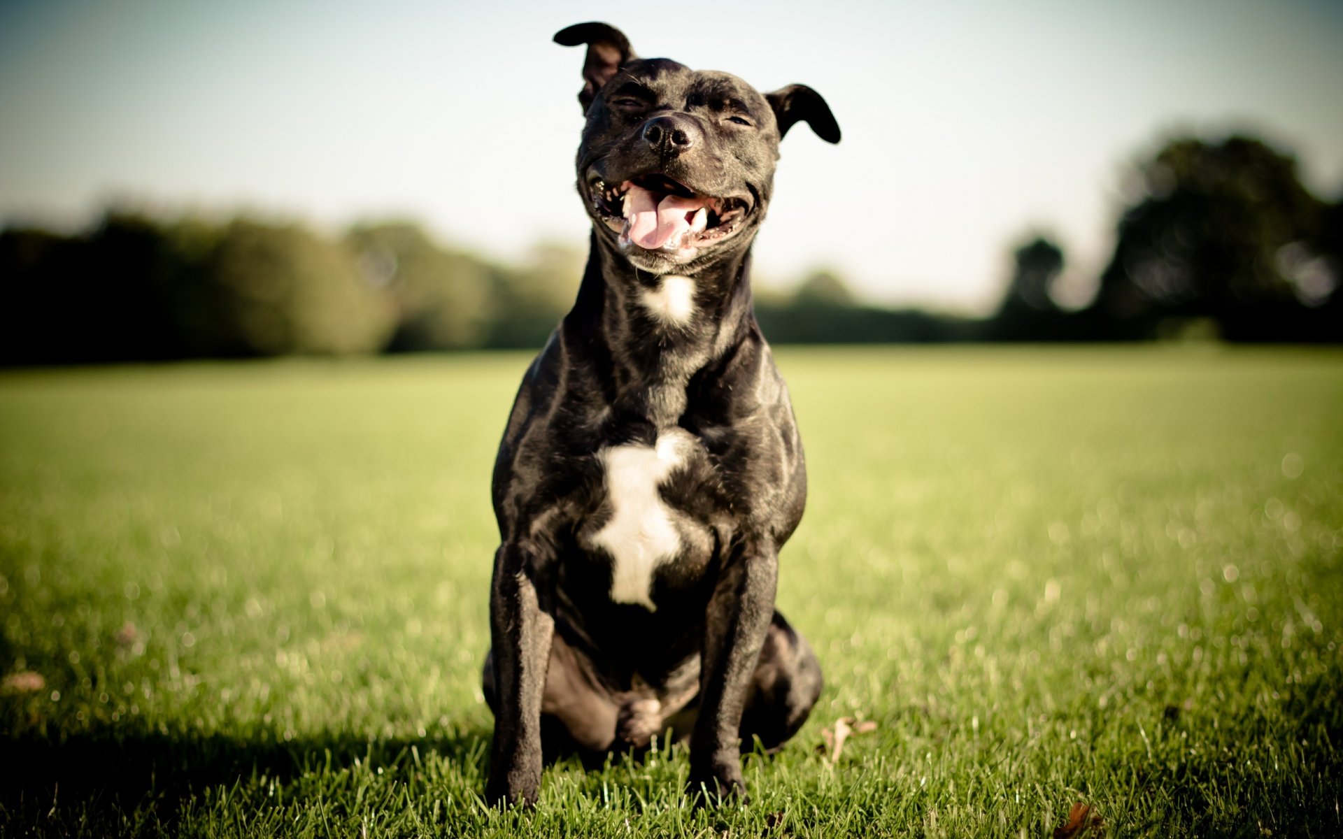 staffordshire bull terrier angielski staffordshire bull terrier pies uśmiech