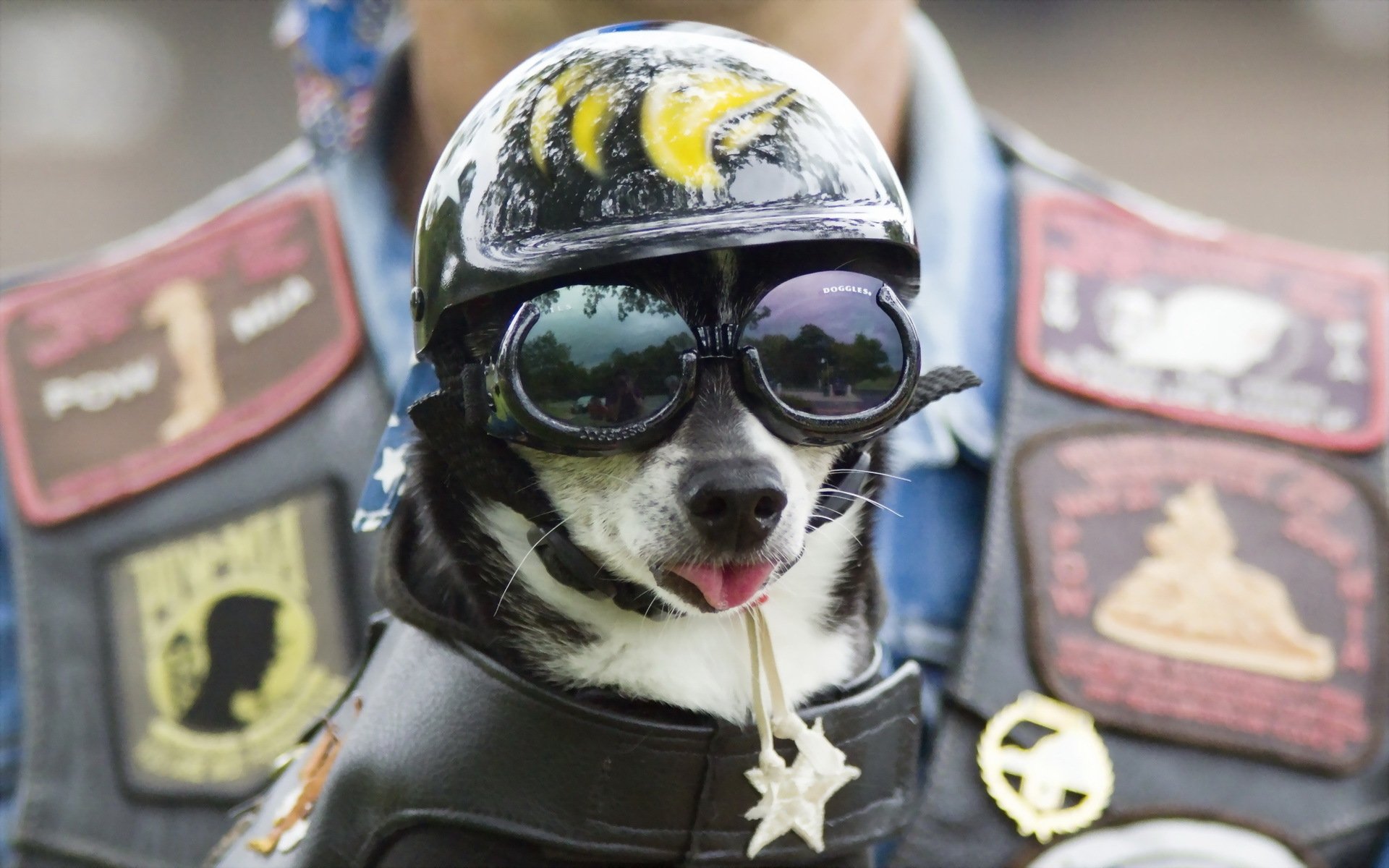 hund helm brille