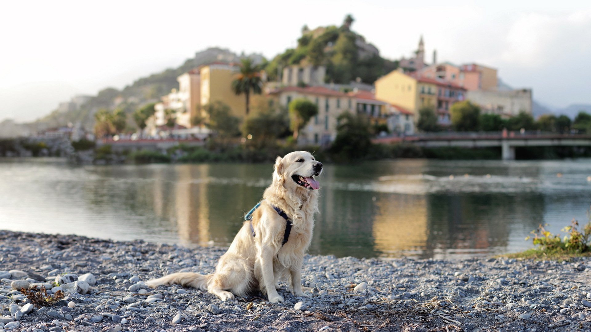 cane retriever fiume città