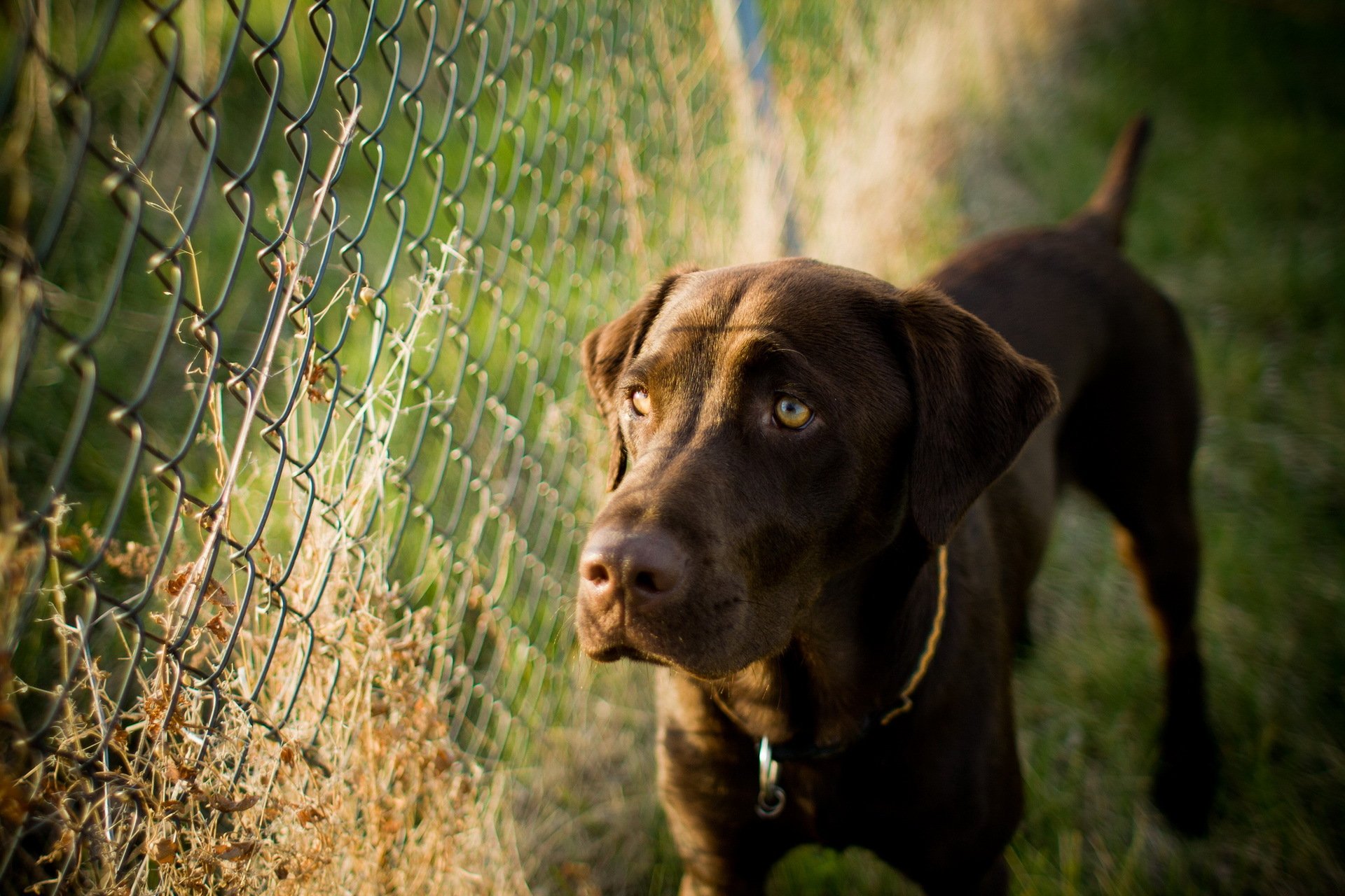 chien clôture fond