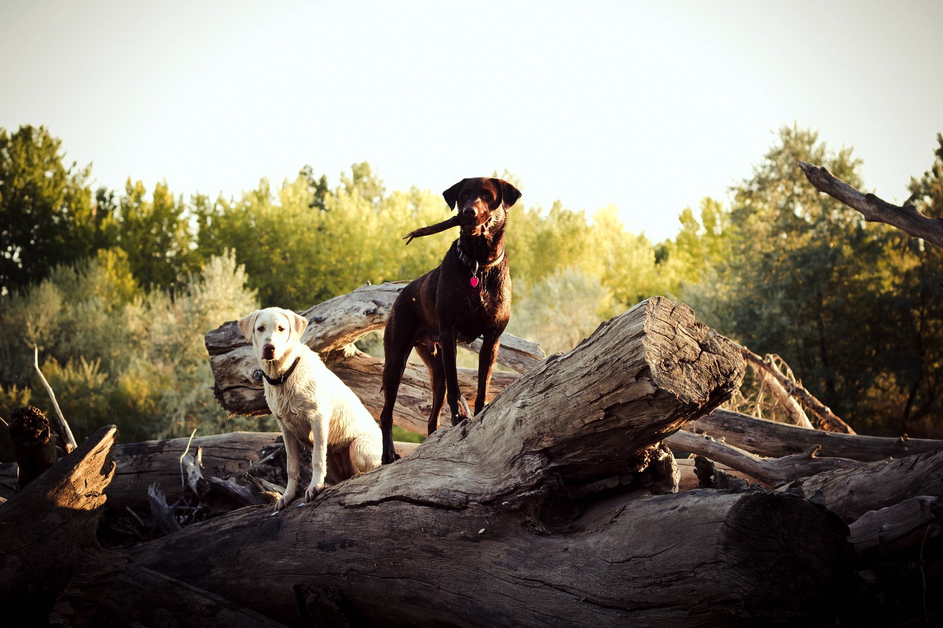 dogs tree nature